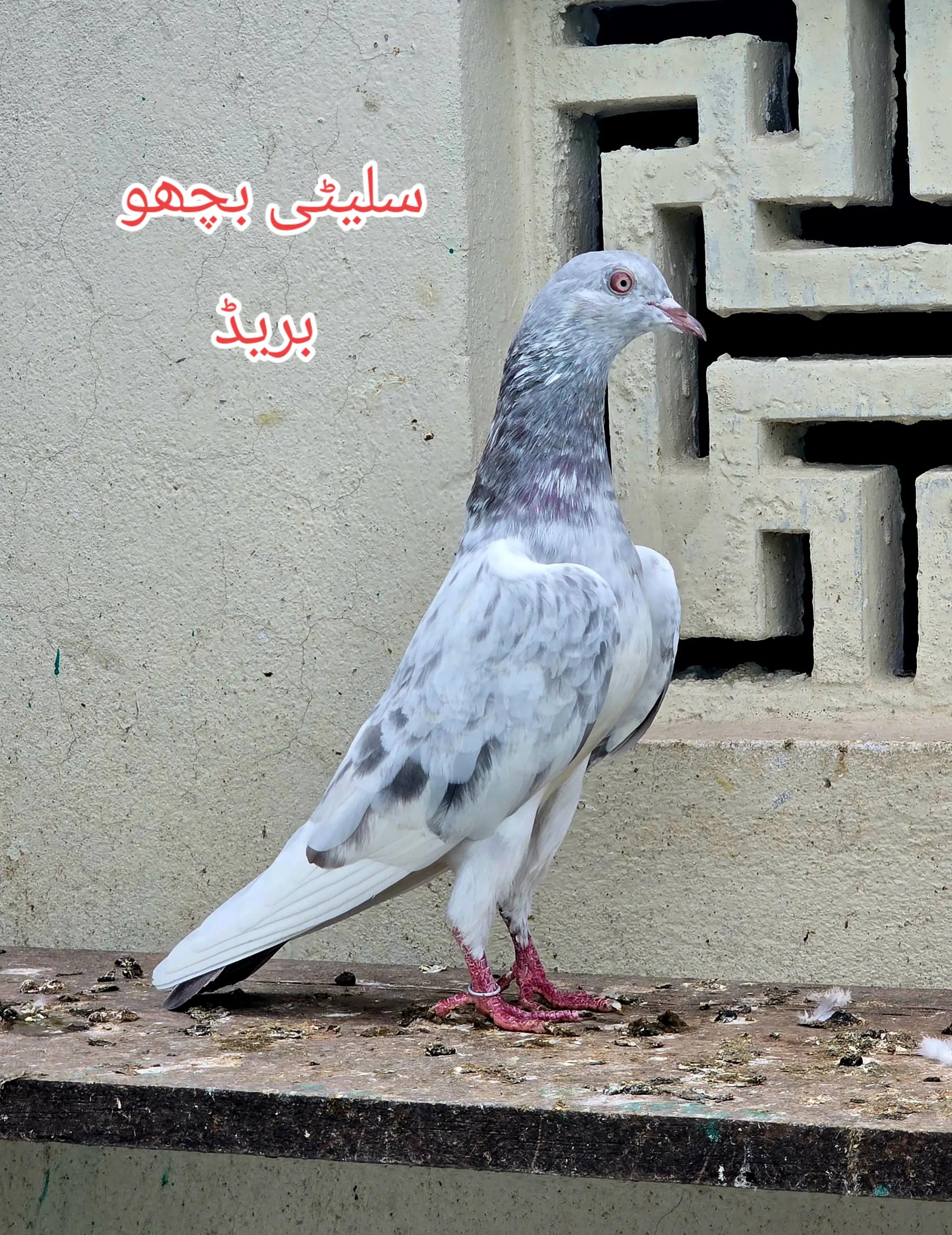@Malik Mohkam Khokhar