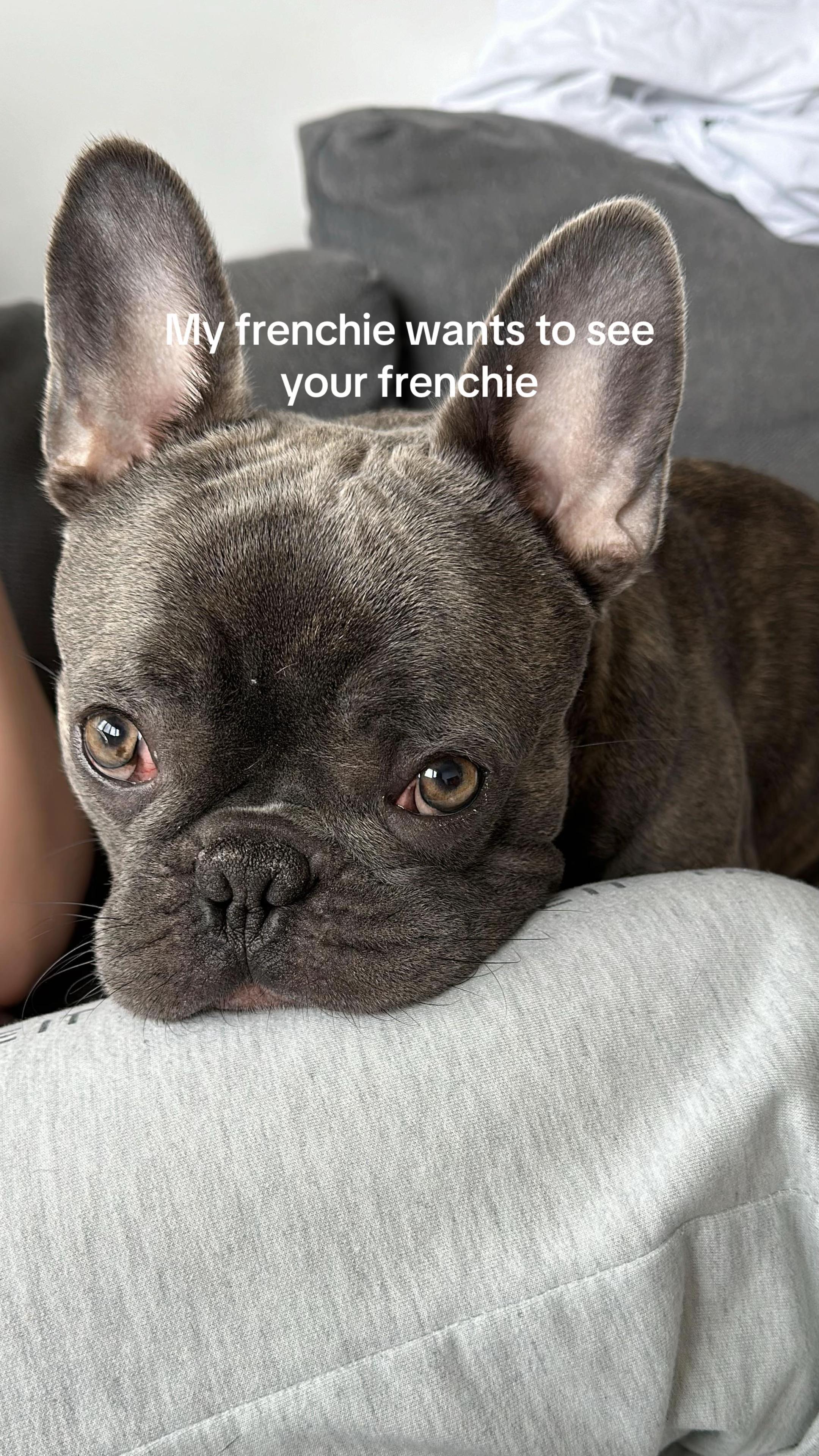 @Bose the frenchie