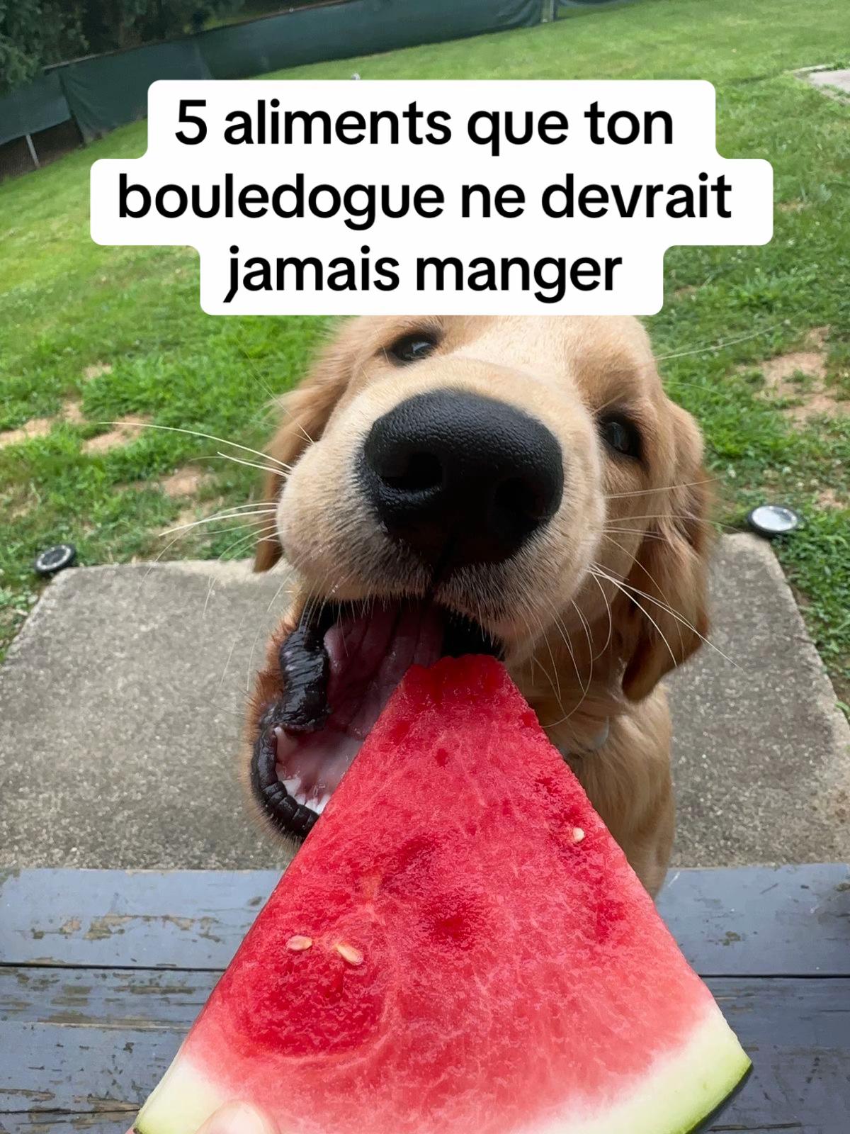 @Sunny Le Frenchie 🐾🌞