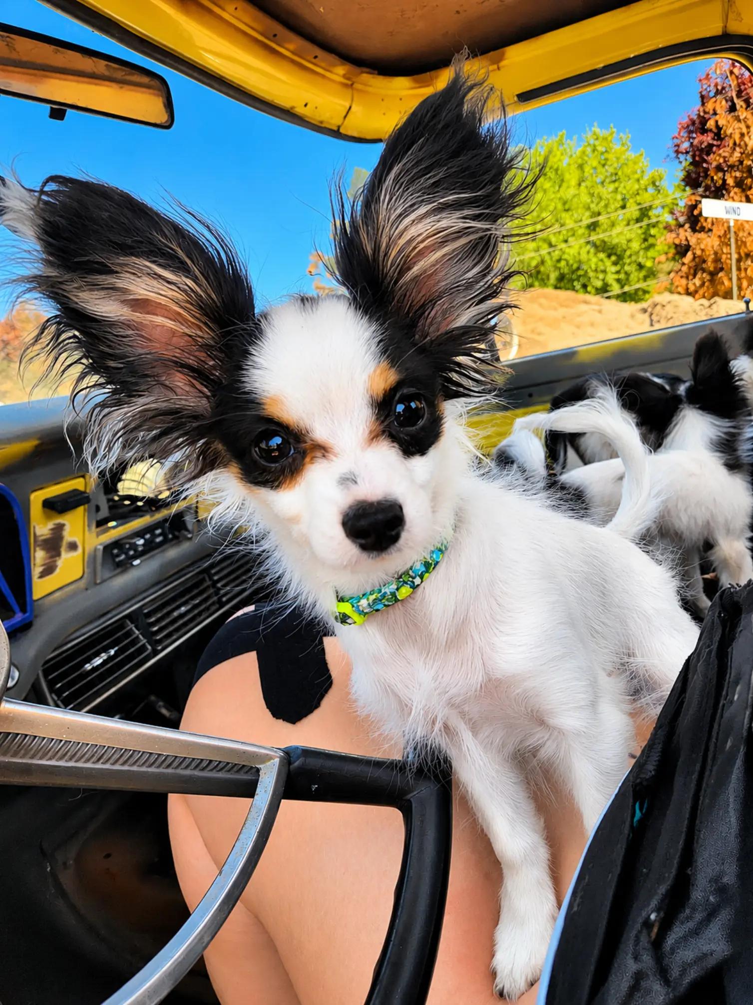 @🐾That Papillon Lady🐾