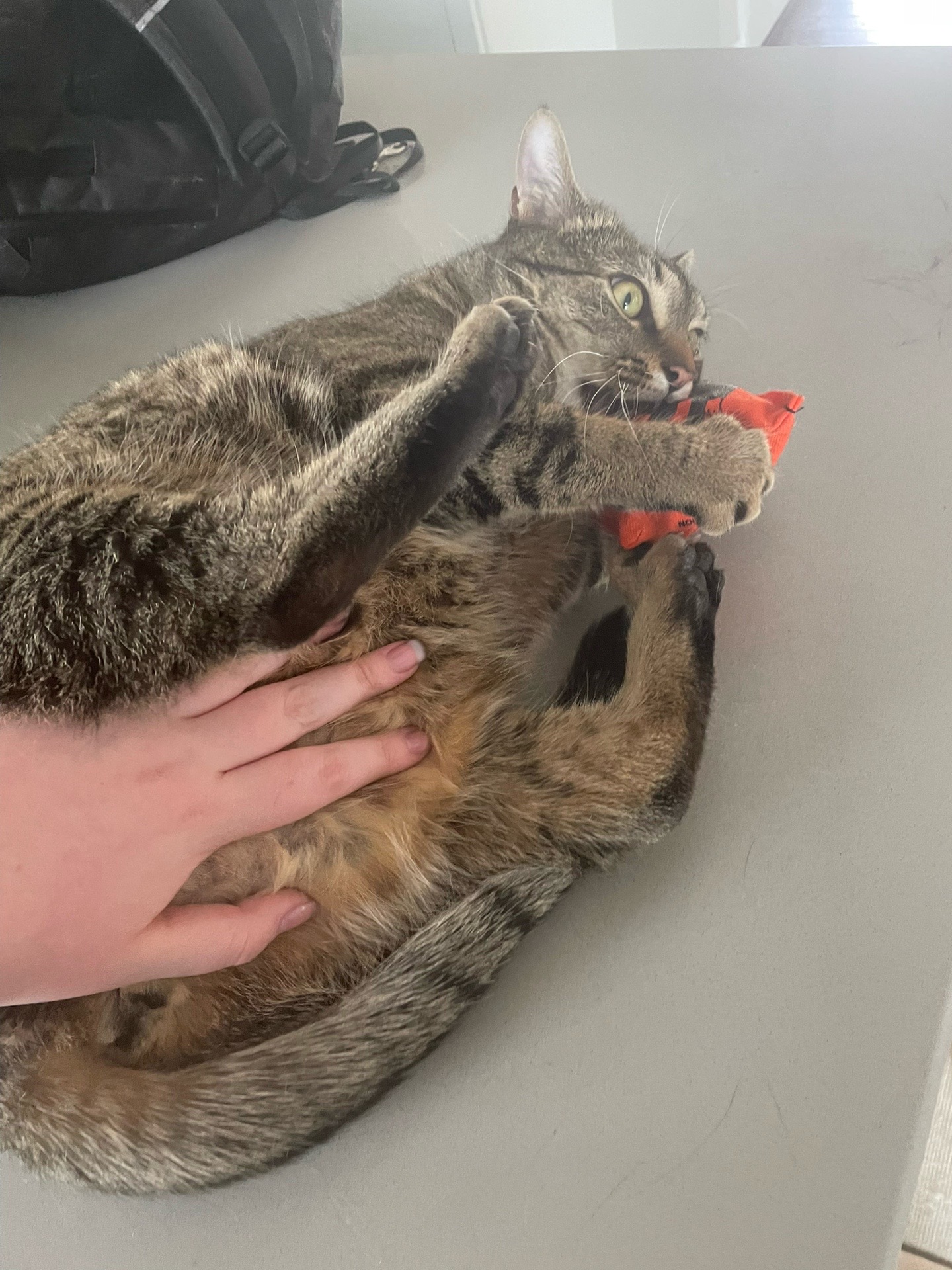 @🐈☦️✝️Cam✝️☦️😻