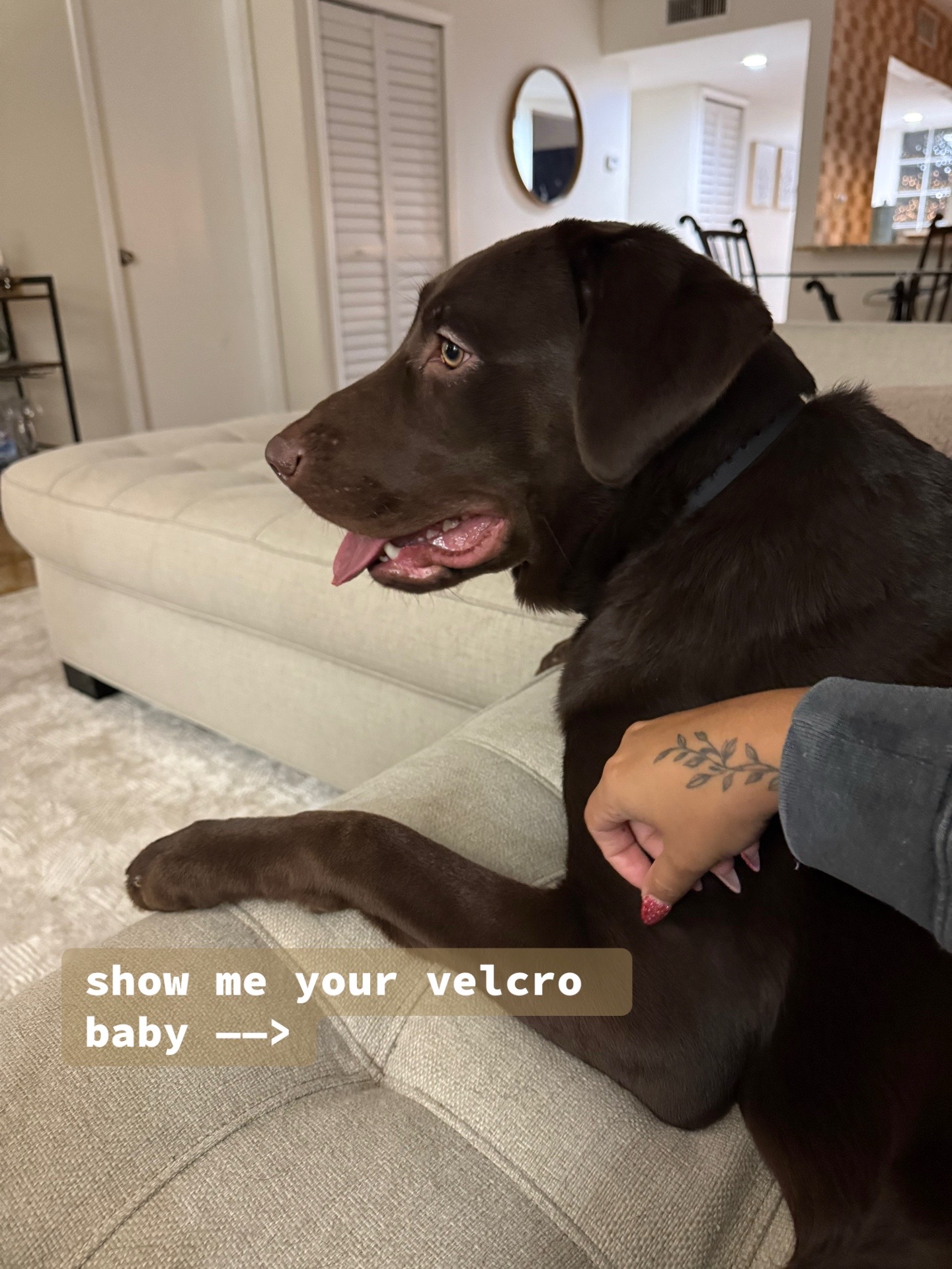 @Apollo the Choc Lab 🤎