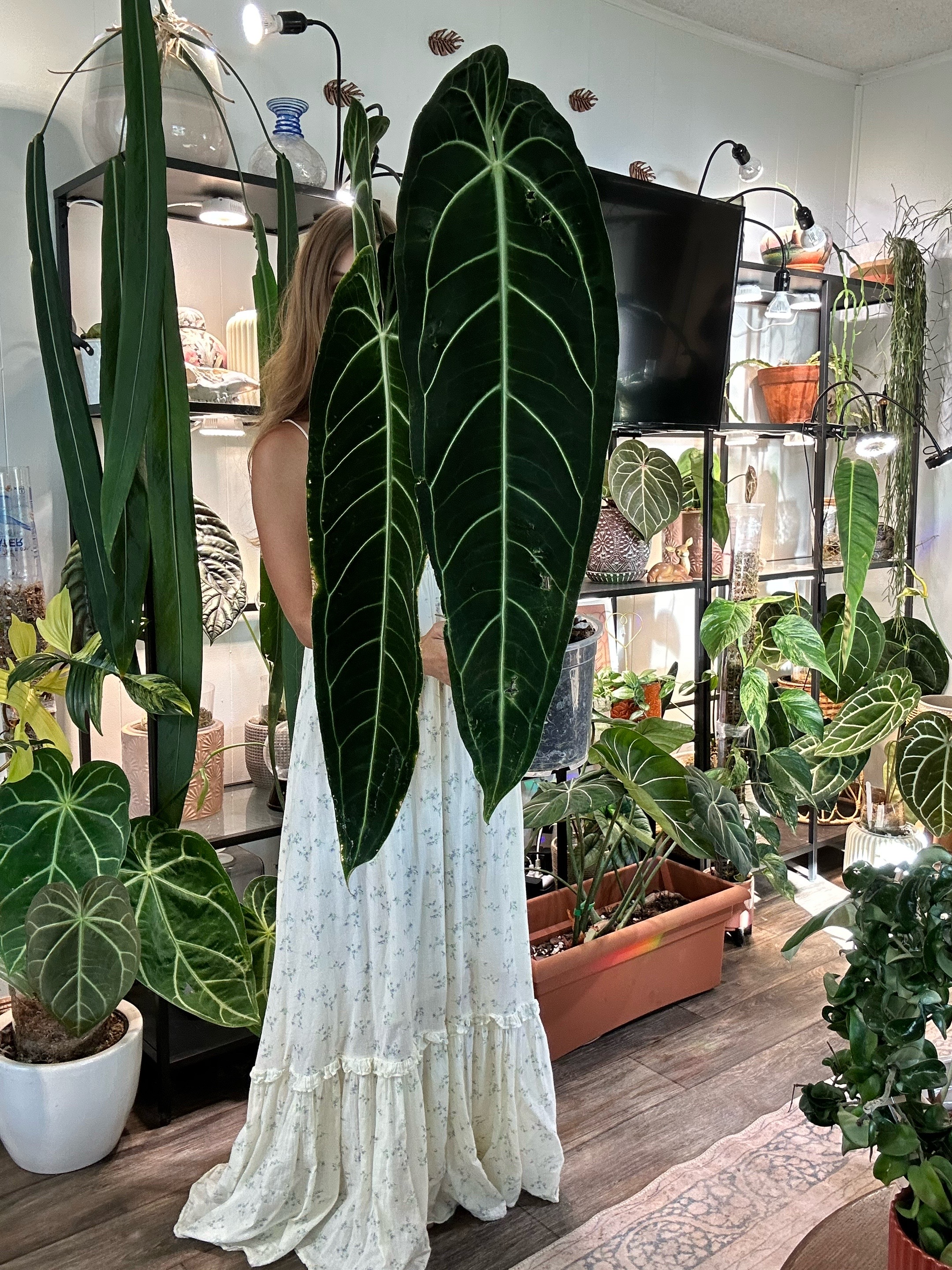 @theplantgirl_diaries