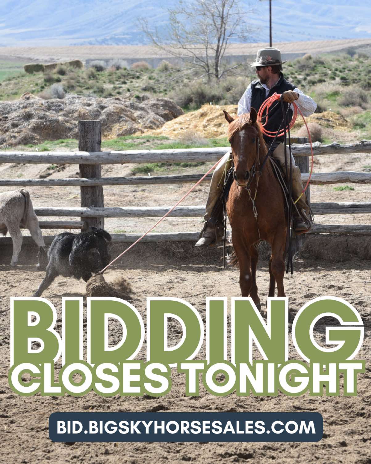@Big Sky Horse Sales