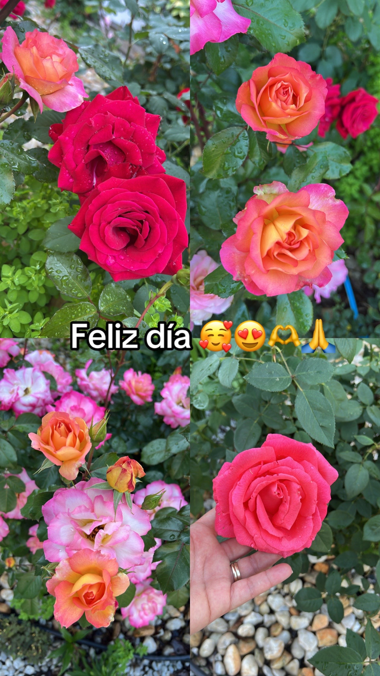 @Minerva mora