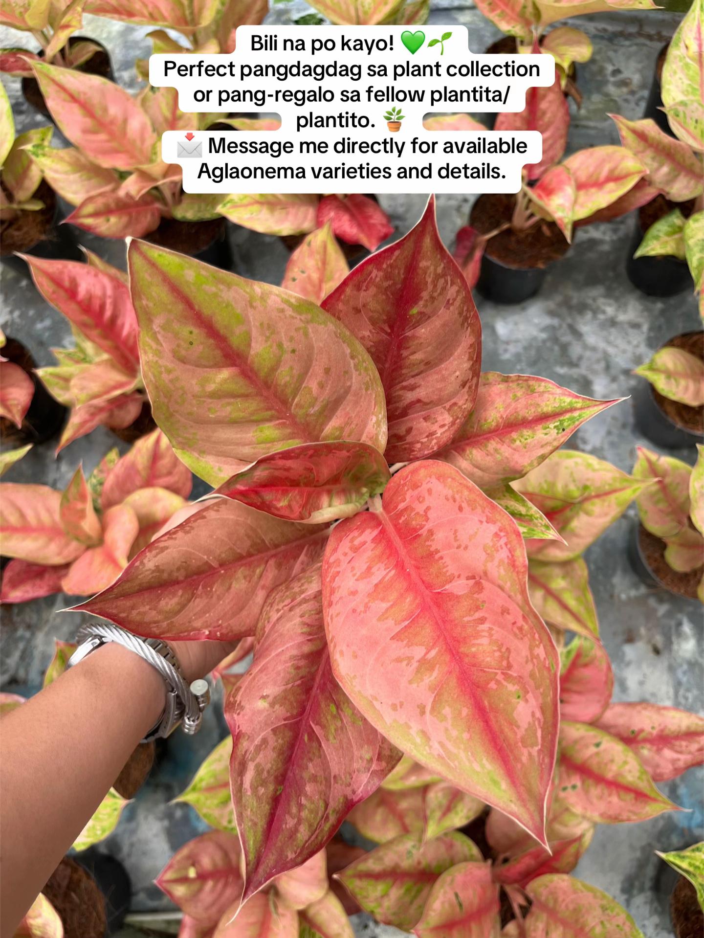 @Emgie’s Plantitas