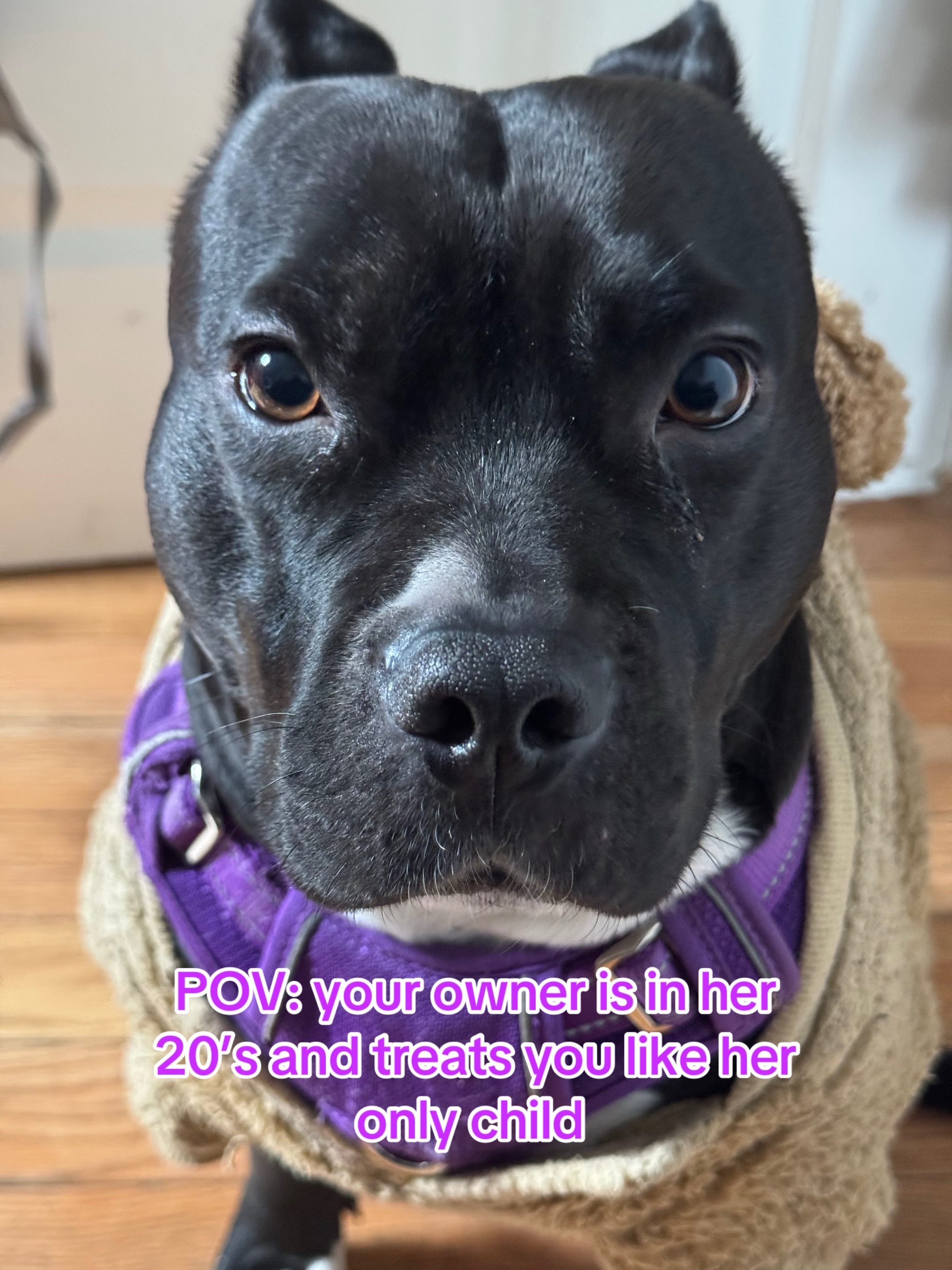 @Nyla.da.Staffy