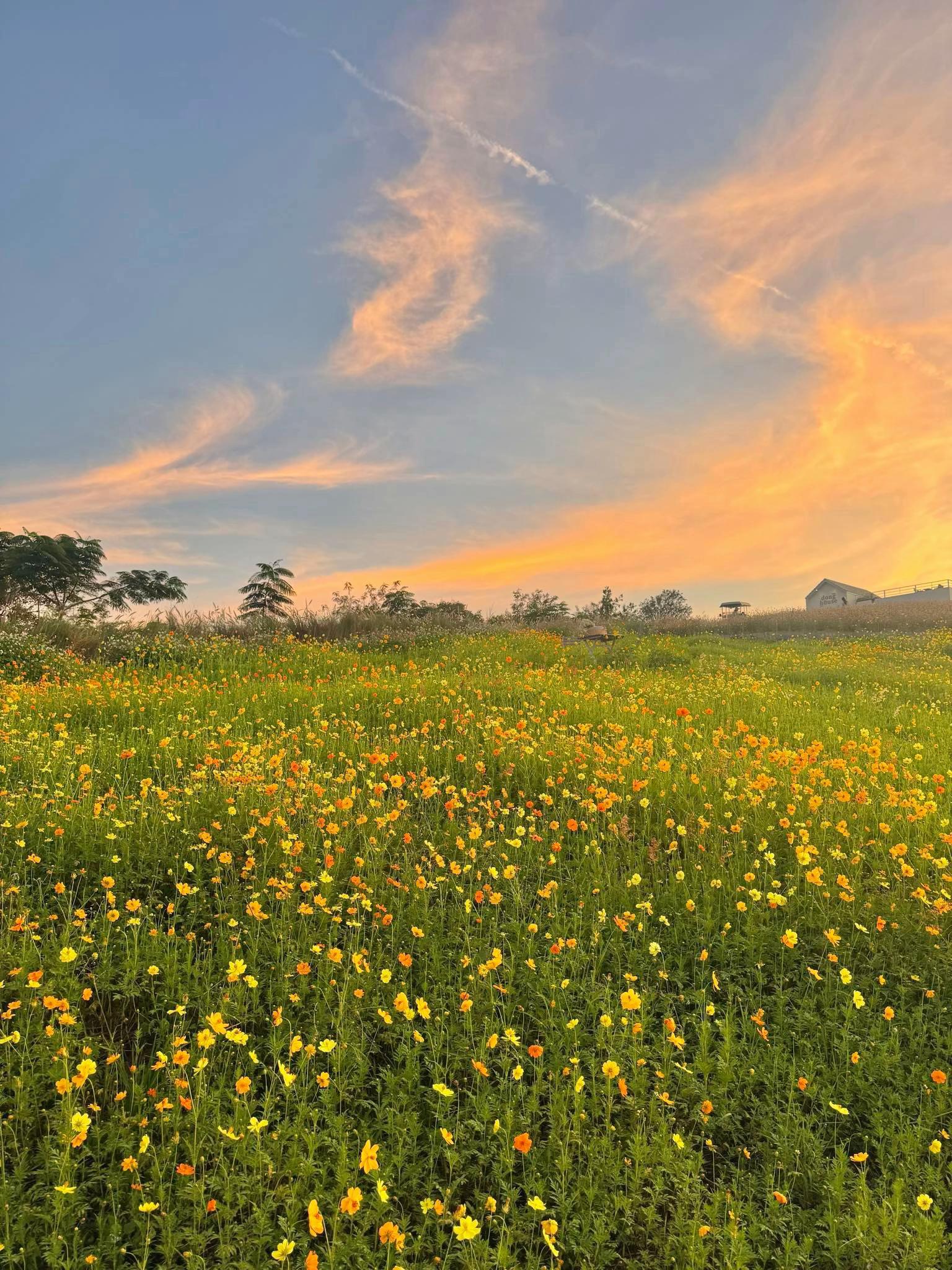 @donghousekhaoyai