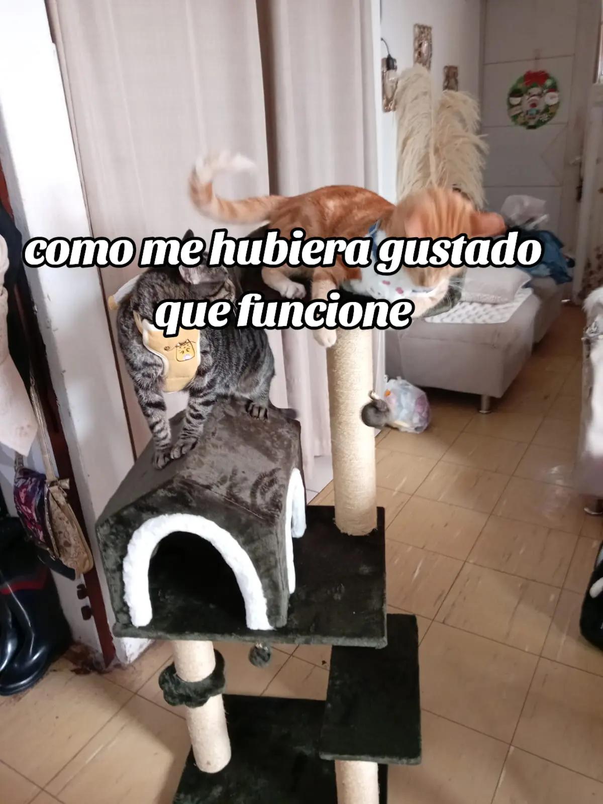 @hancri1901