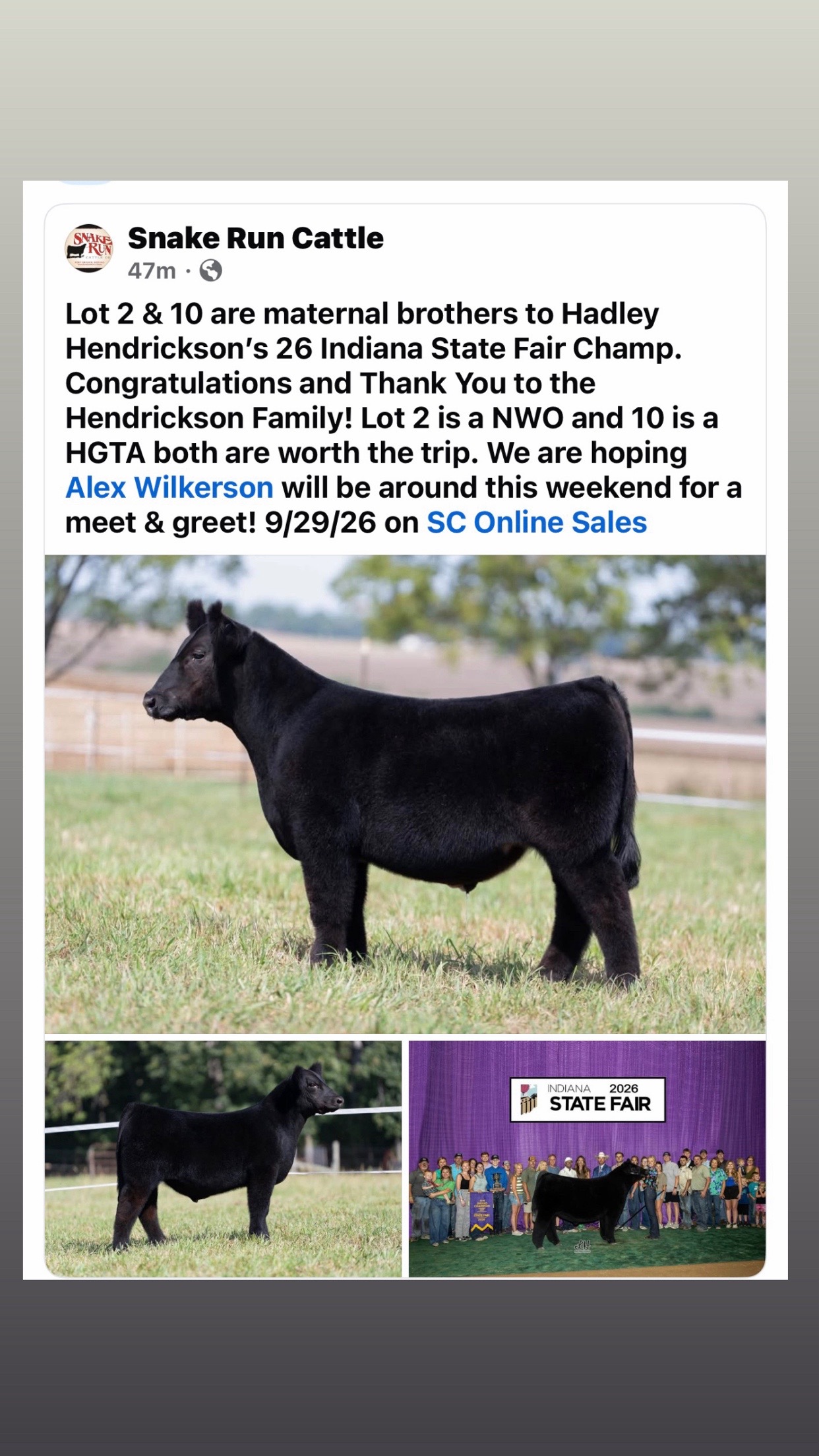 @Matt Lautner Cattle USA