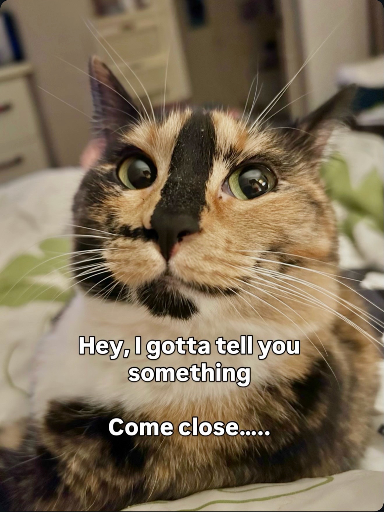 @SnickersTheSmilingCat