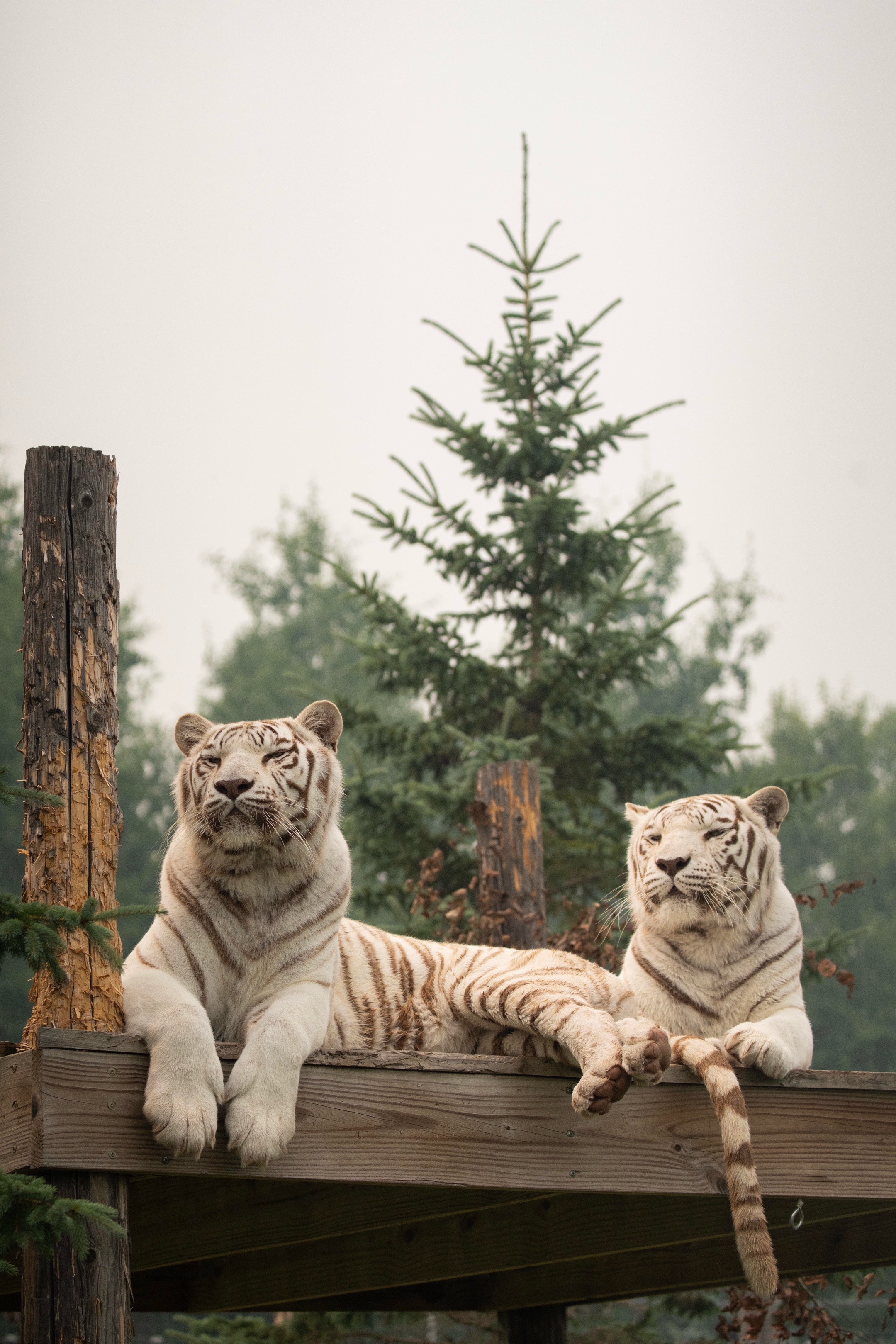 @The Wildcat Sanctuary