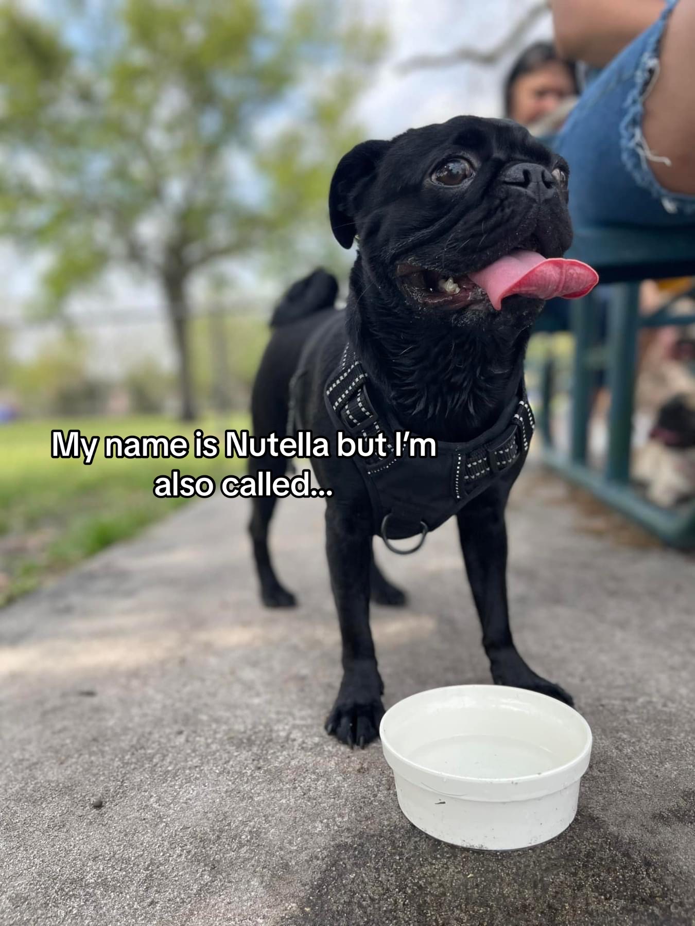 @Rigatoni the Pug