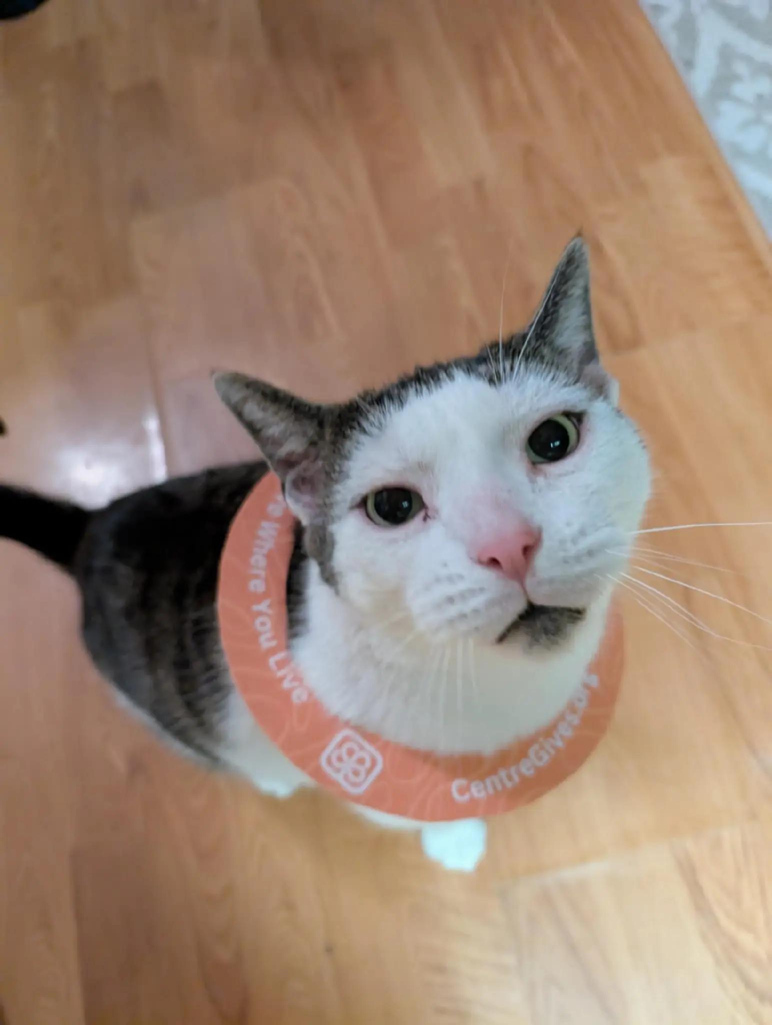 @HopesDreamRescue
