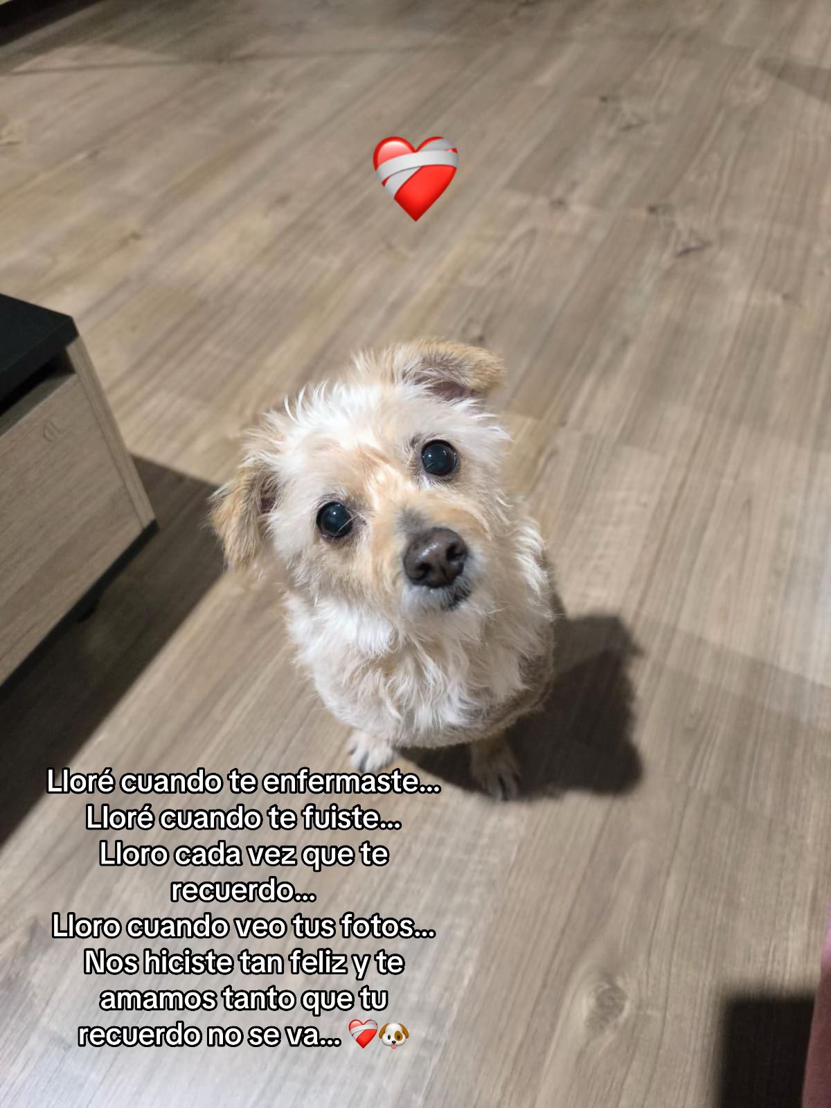 @Saidy Mej&iacute;a ✨