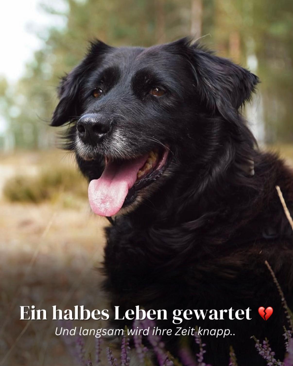@SpecialDogs e.V.