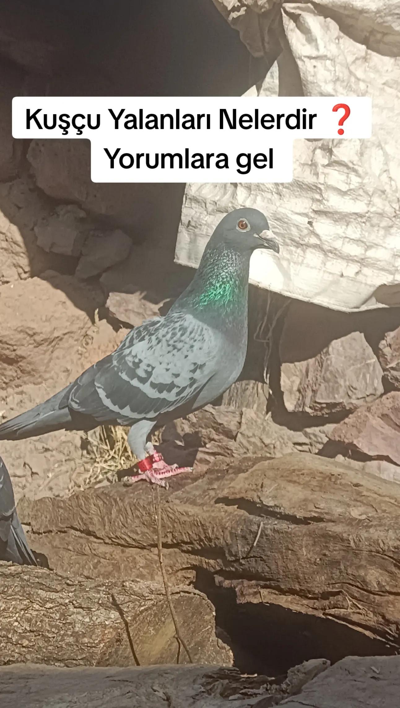 @YARIŞ POSTASI