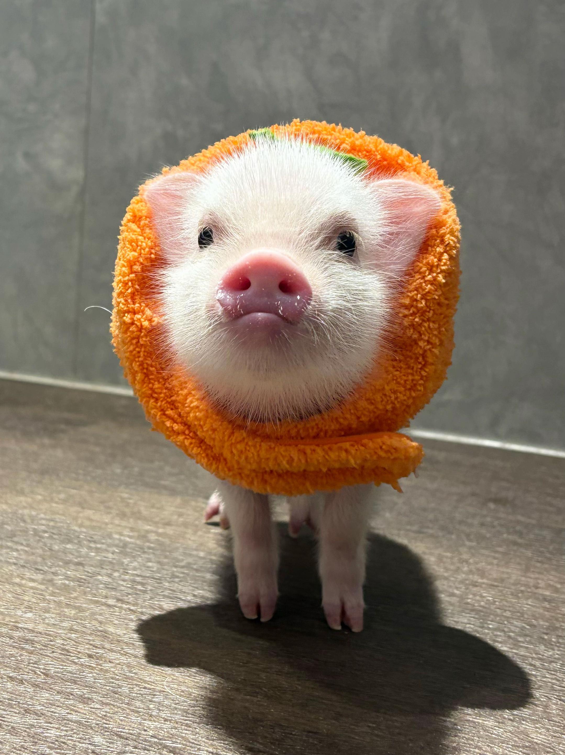 @pignic