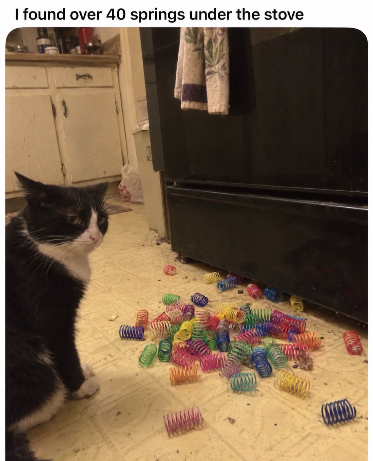 @cat memes