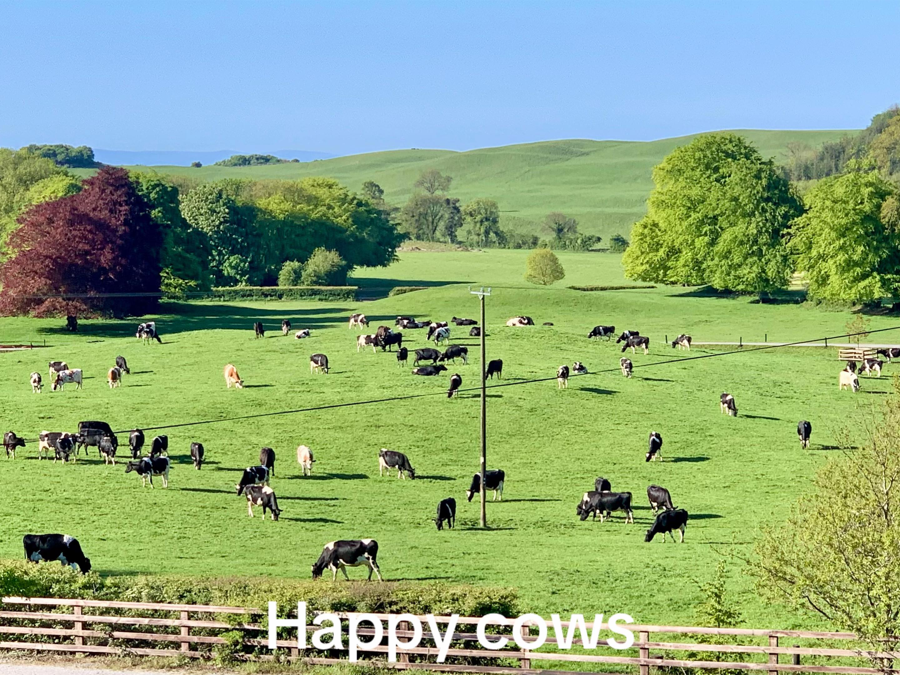 @cows.ie