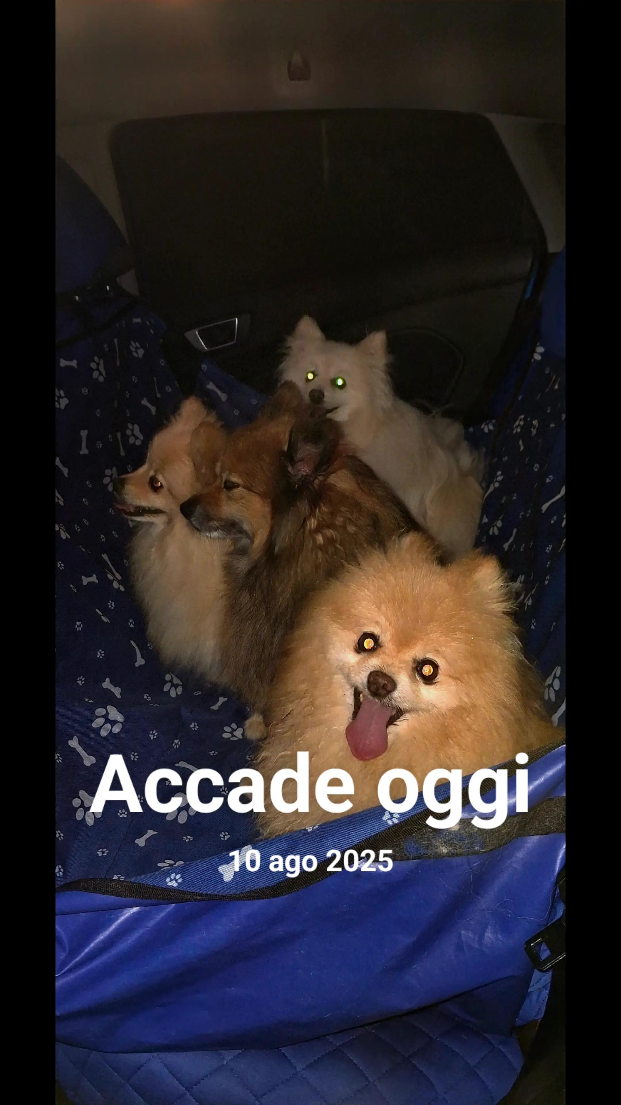 @❤️Milo❤️