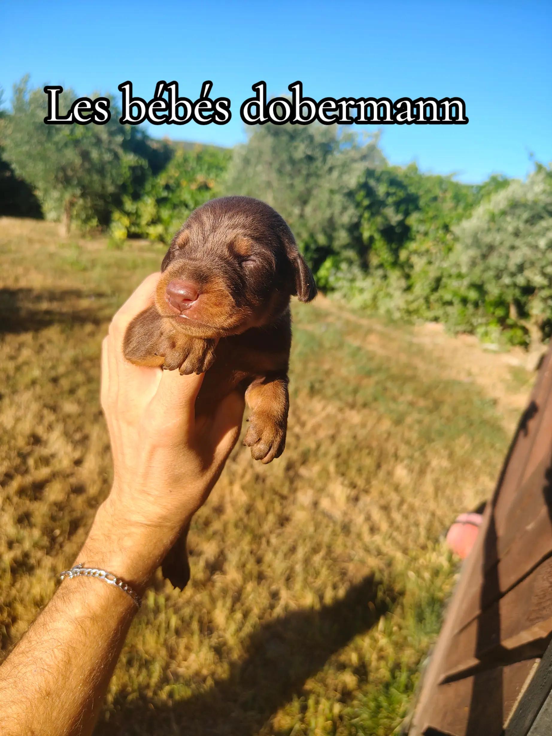 @Élevage Le Monde d’Odin