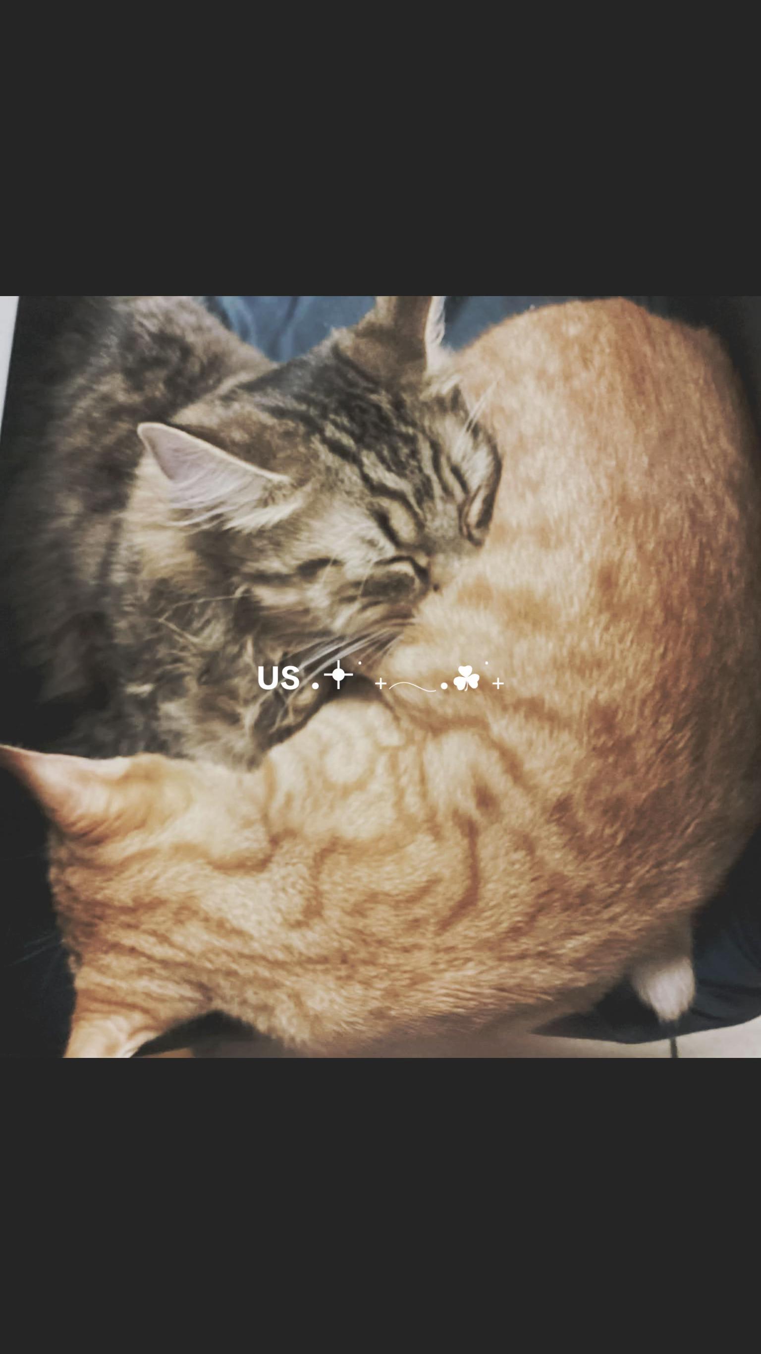 @⋆⁺₊⋆ ☾⋆⁺₊⋆