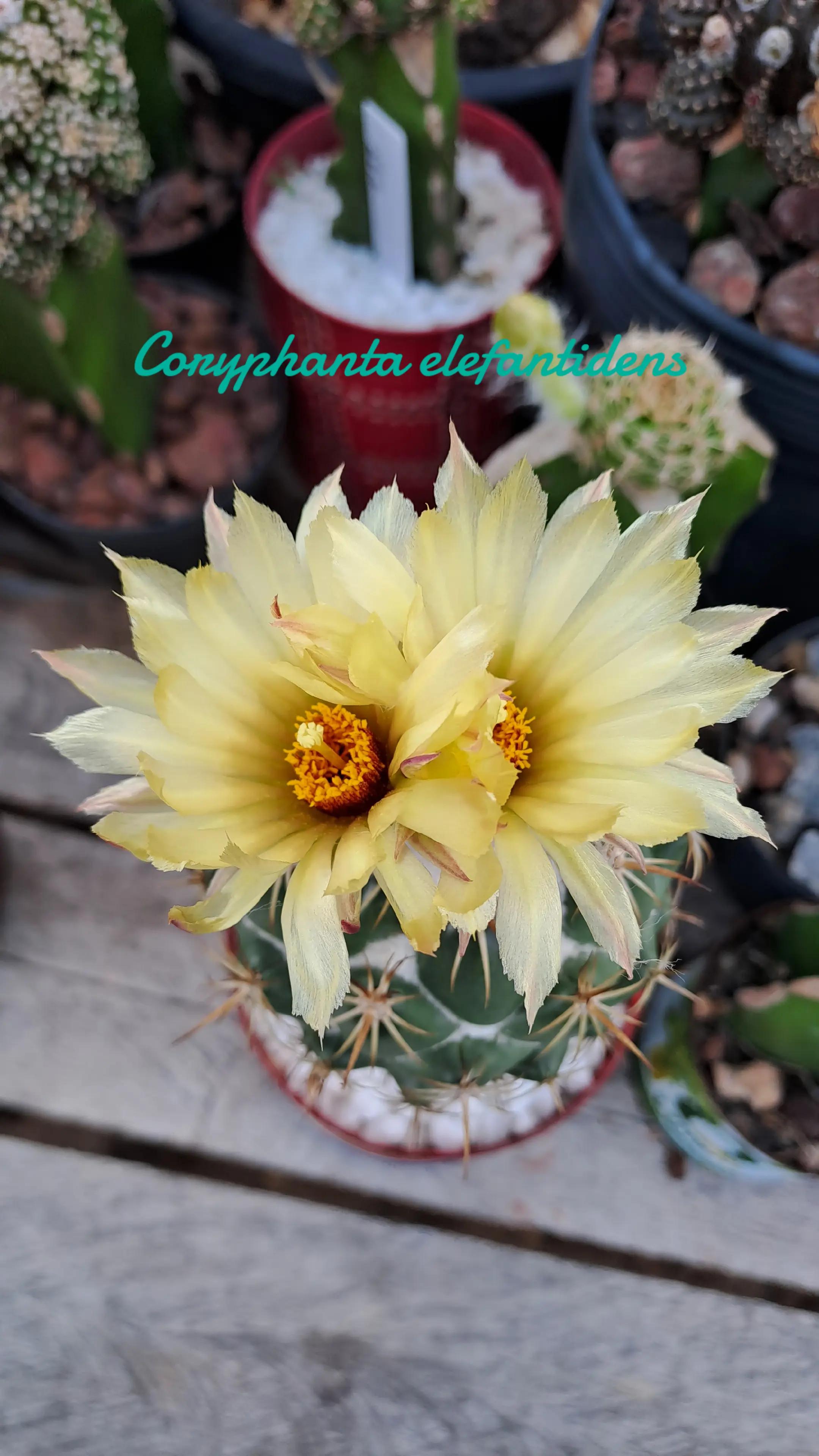 @Val Brito🌻✍️
