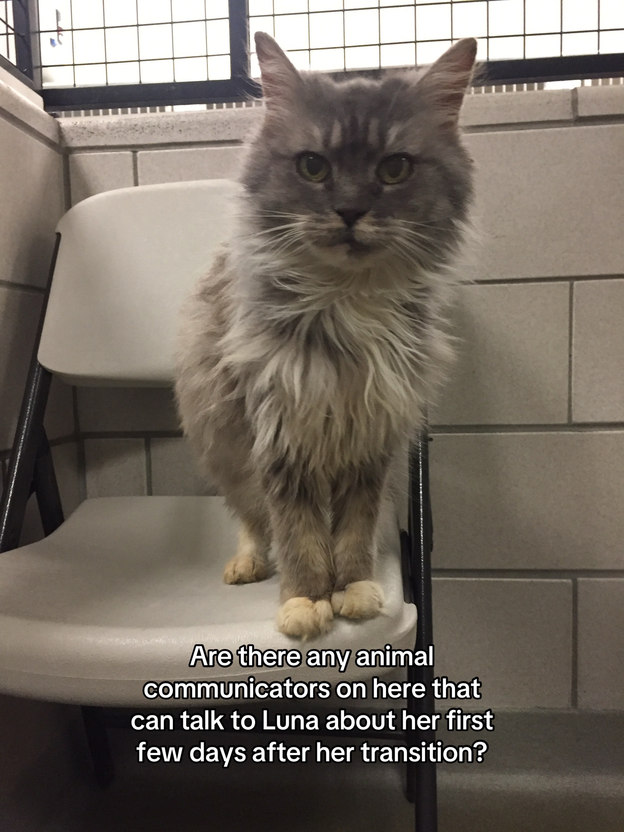 @Auntie Julie - The Cat Sitter