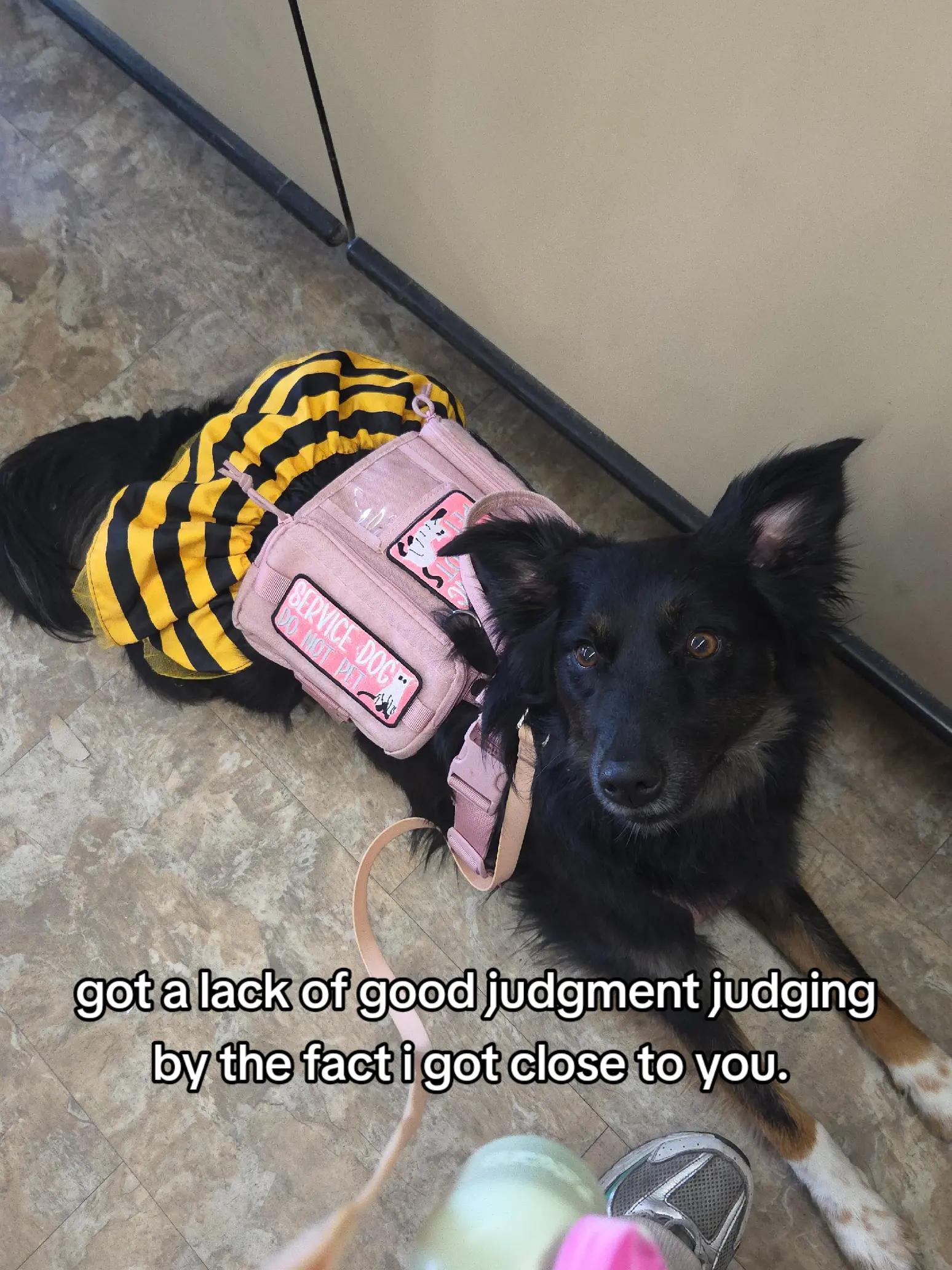 @Nala the Service aussie