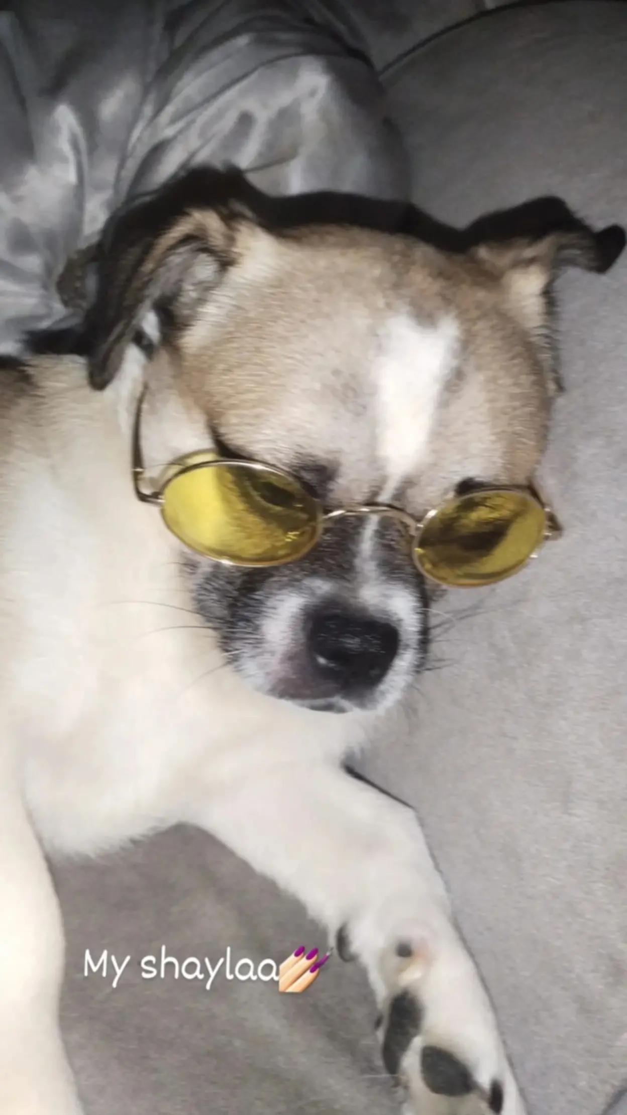 @Ş𝓪𝓷𝓼.𝓸𝓷𝓵𝓲𝓷𝓮🐶
