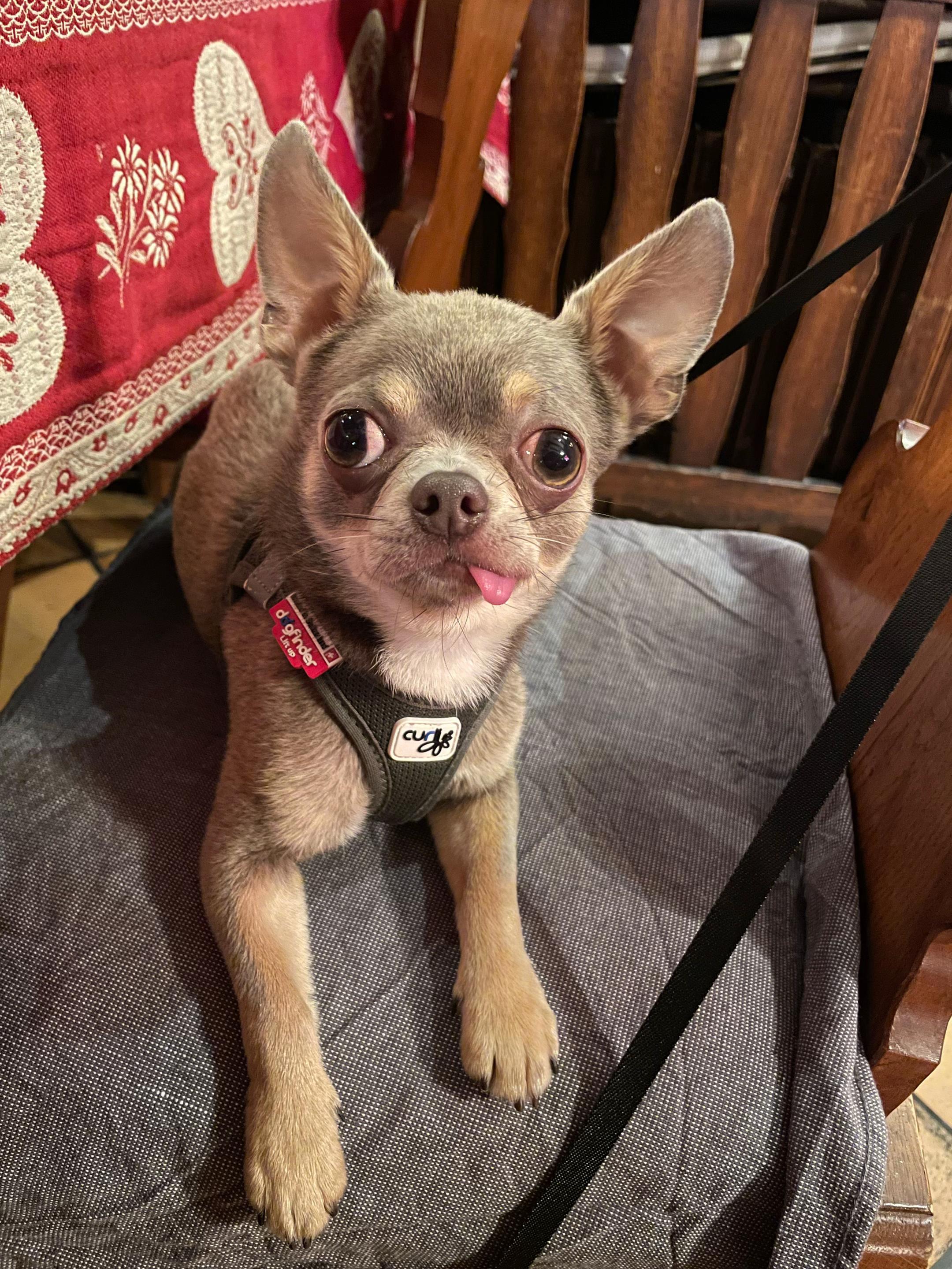 @Mr Roger Chihuahua