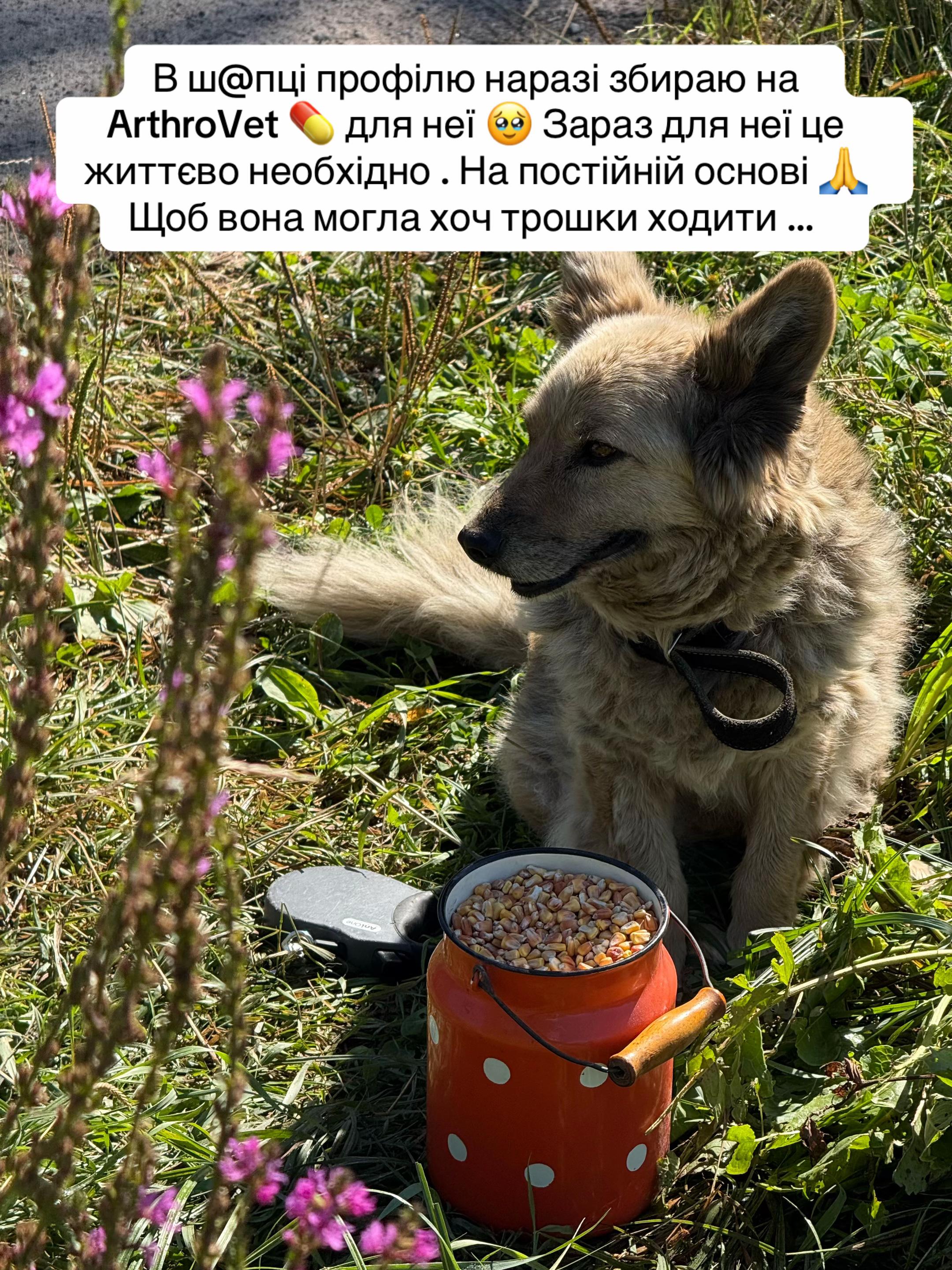 @tanya.help.animal