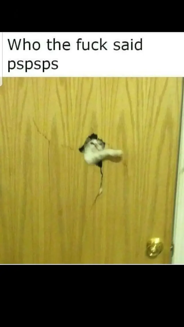 @Purrrrfect Moments