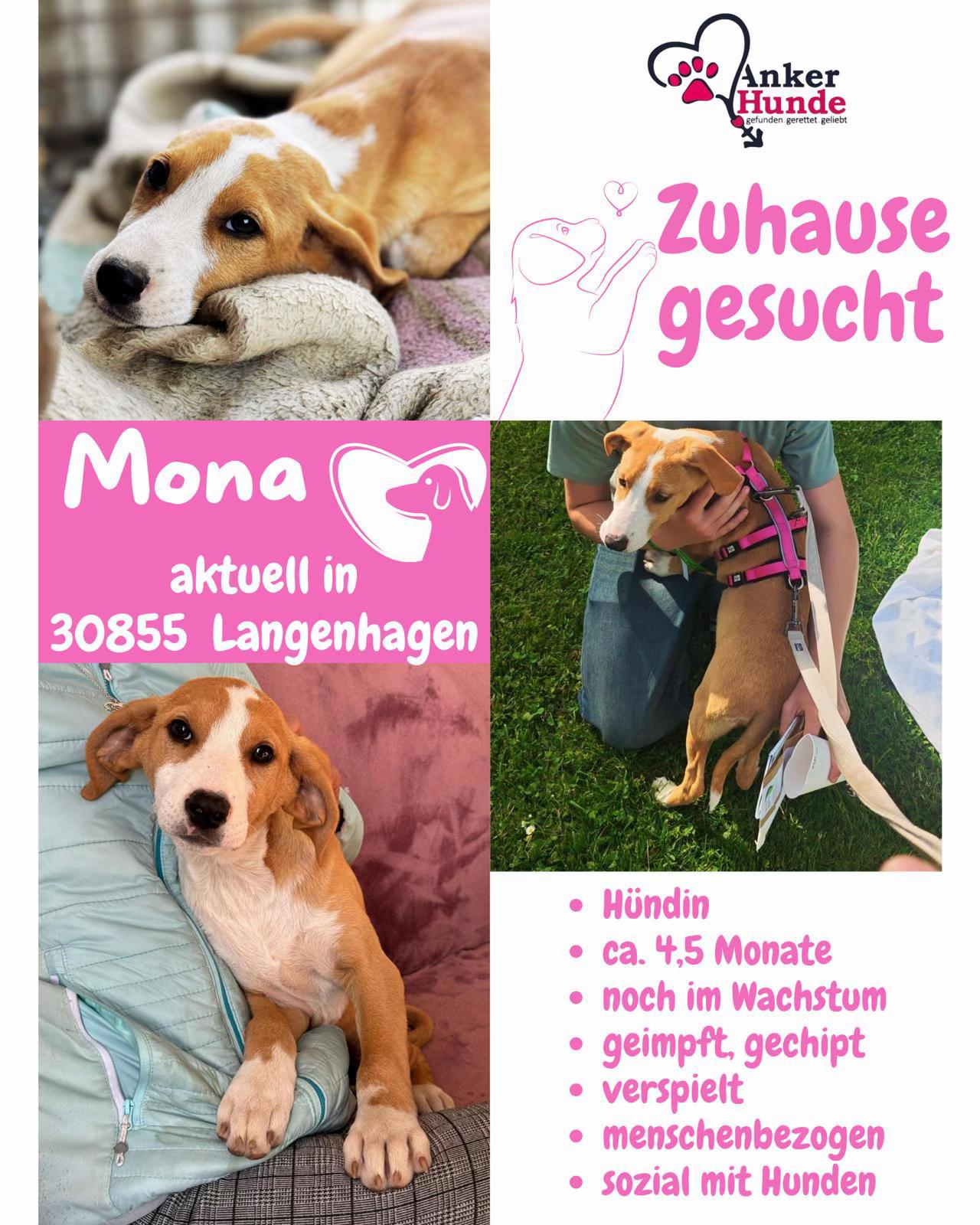 @Ankerhunde e.V.