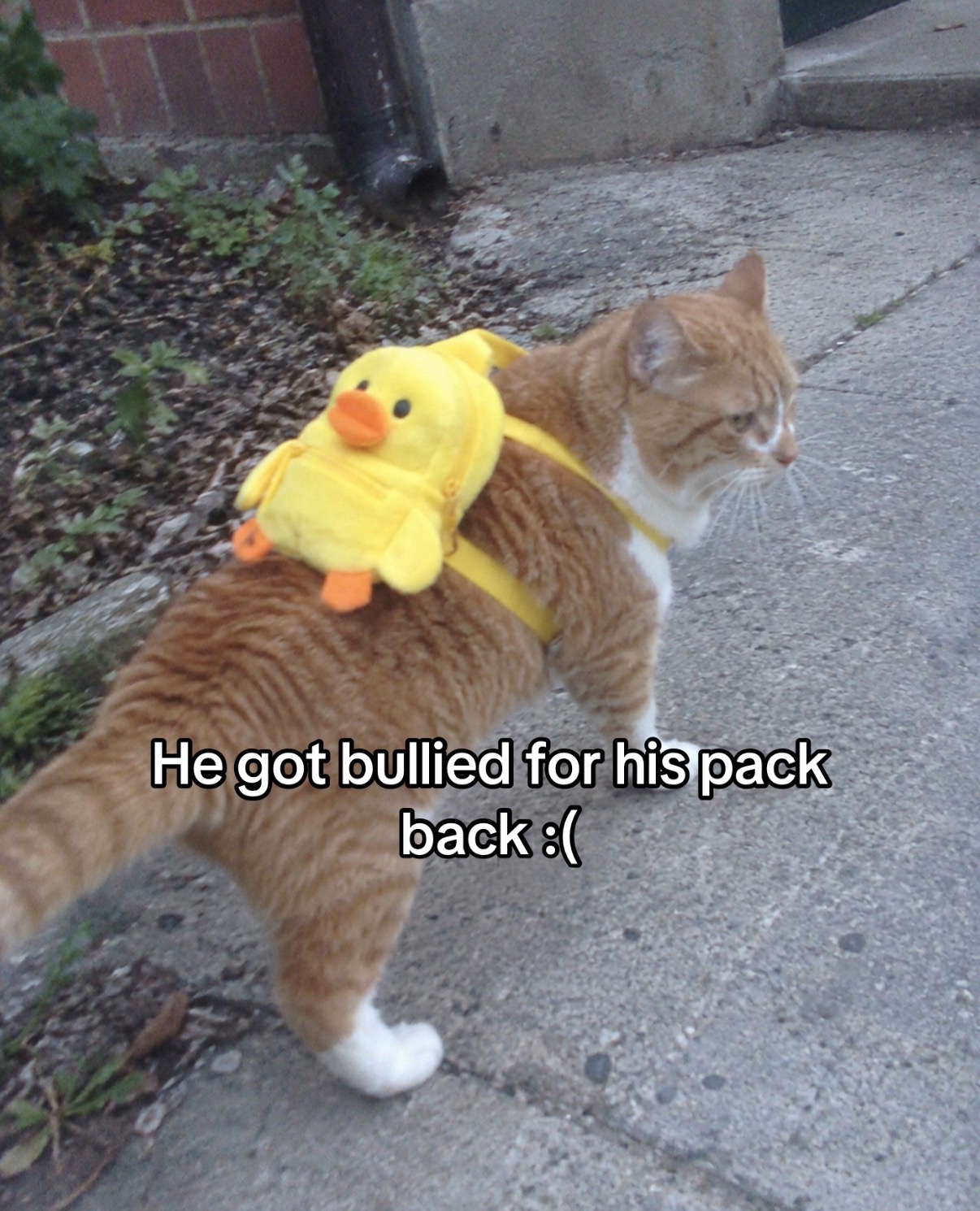 @cat memes