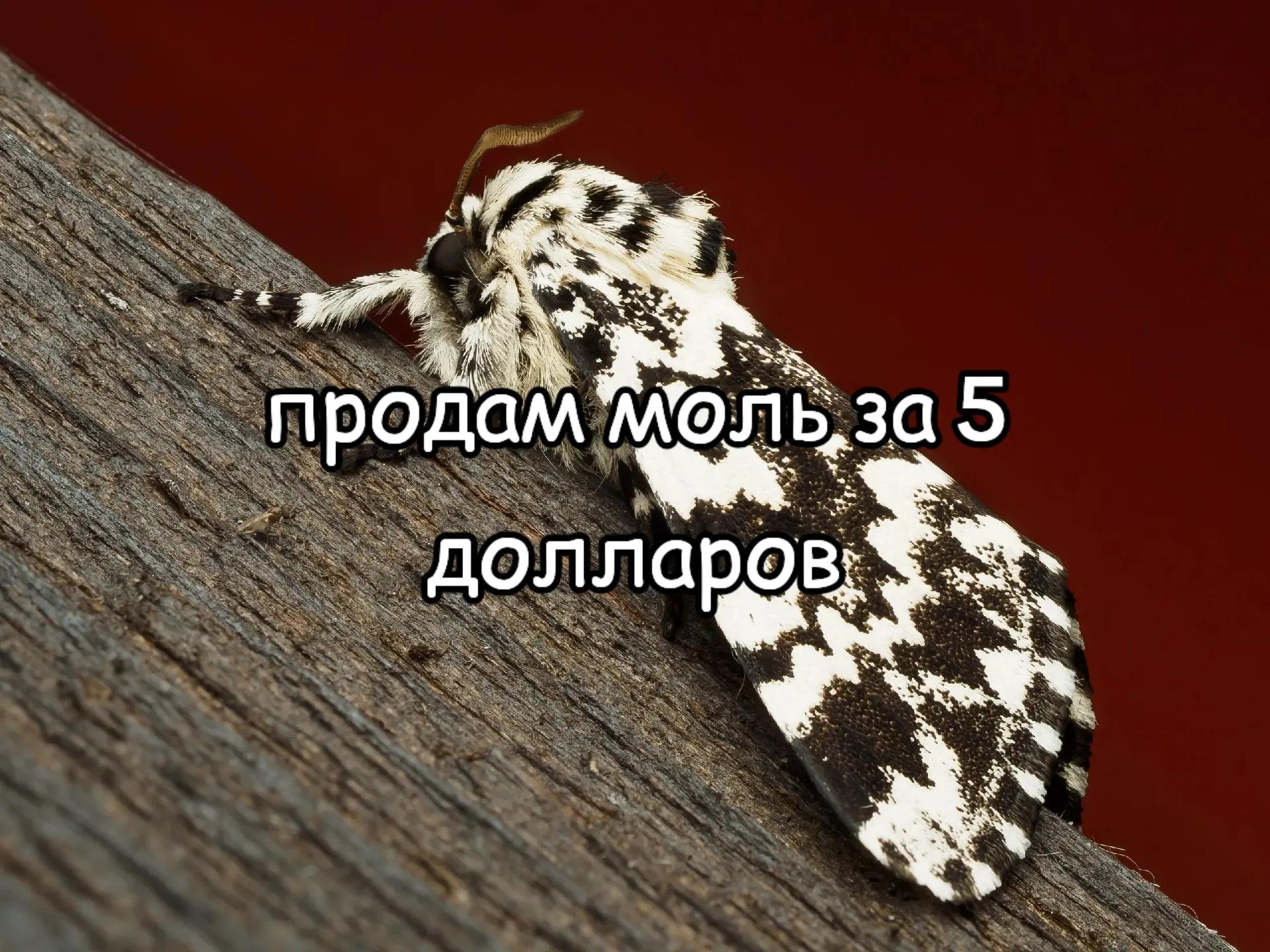 @LunDrak54