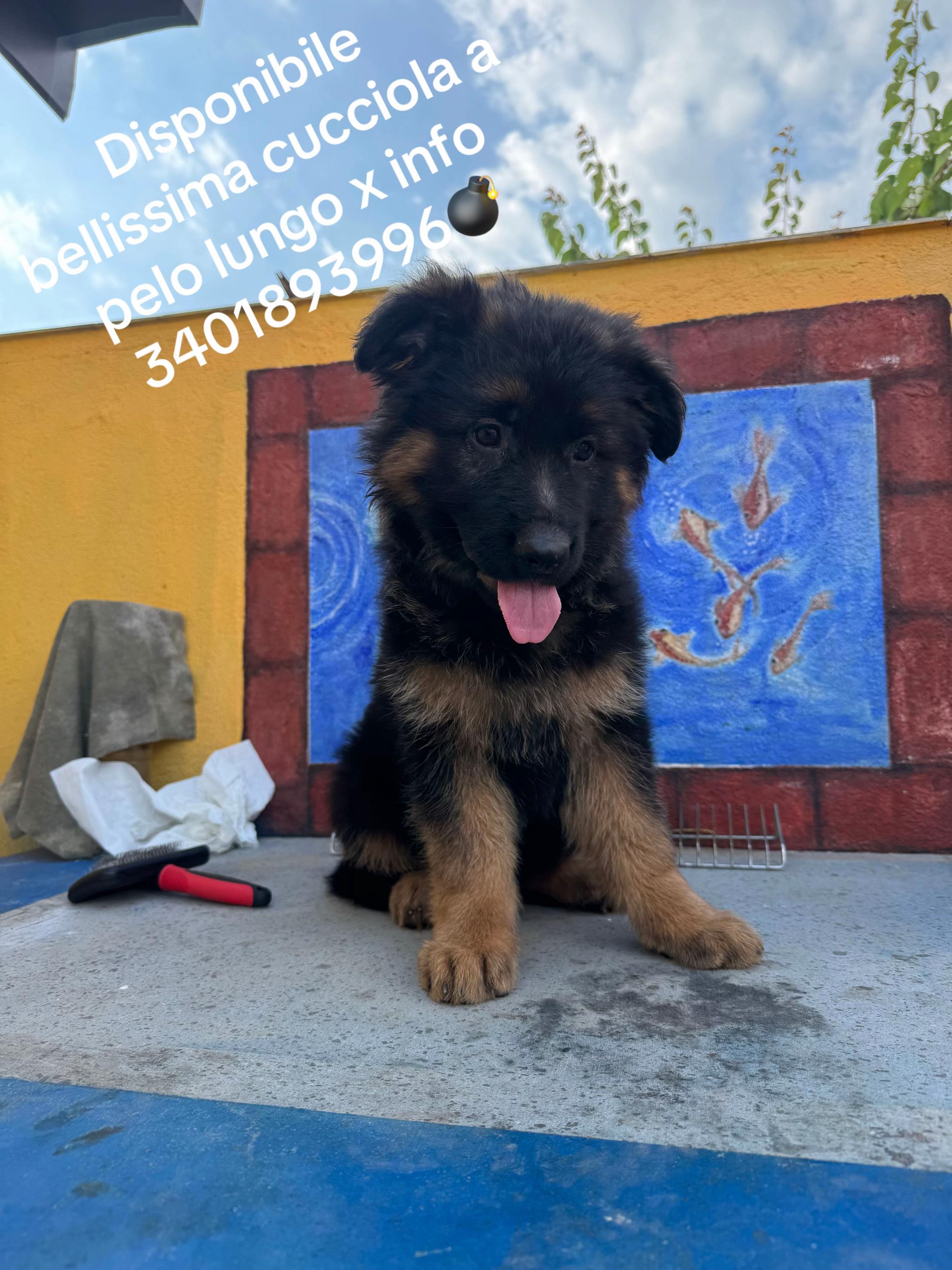 @Salvo Privitera