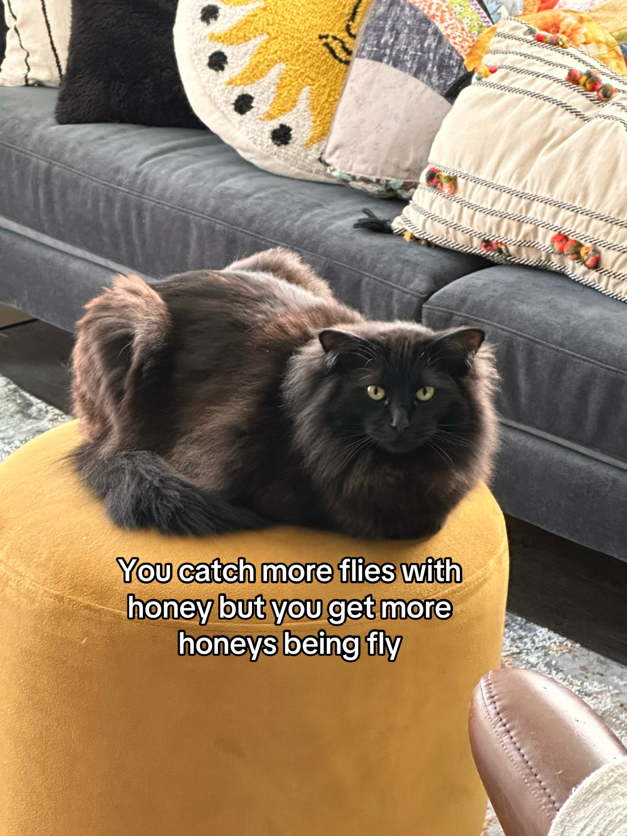 @sterling.the.cat