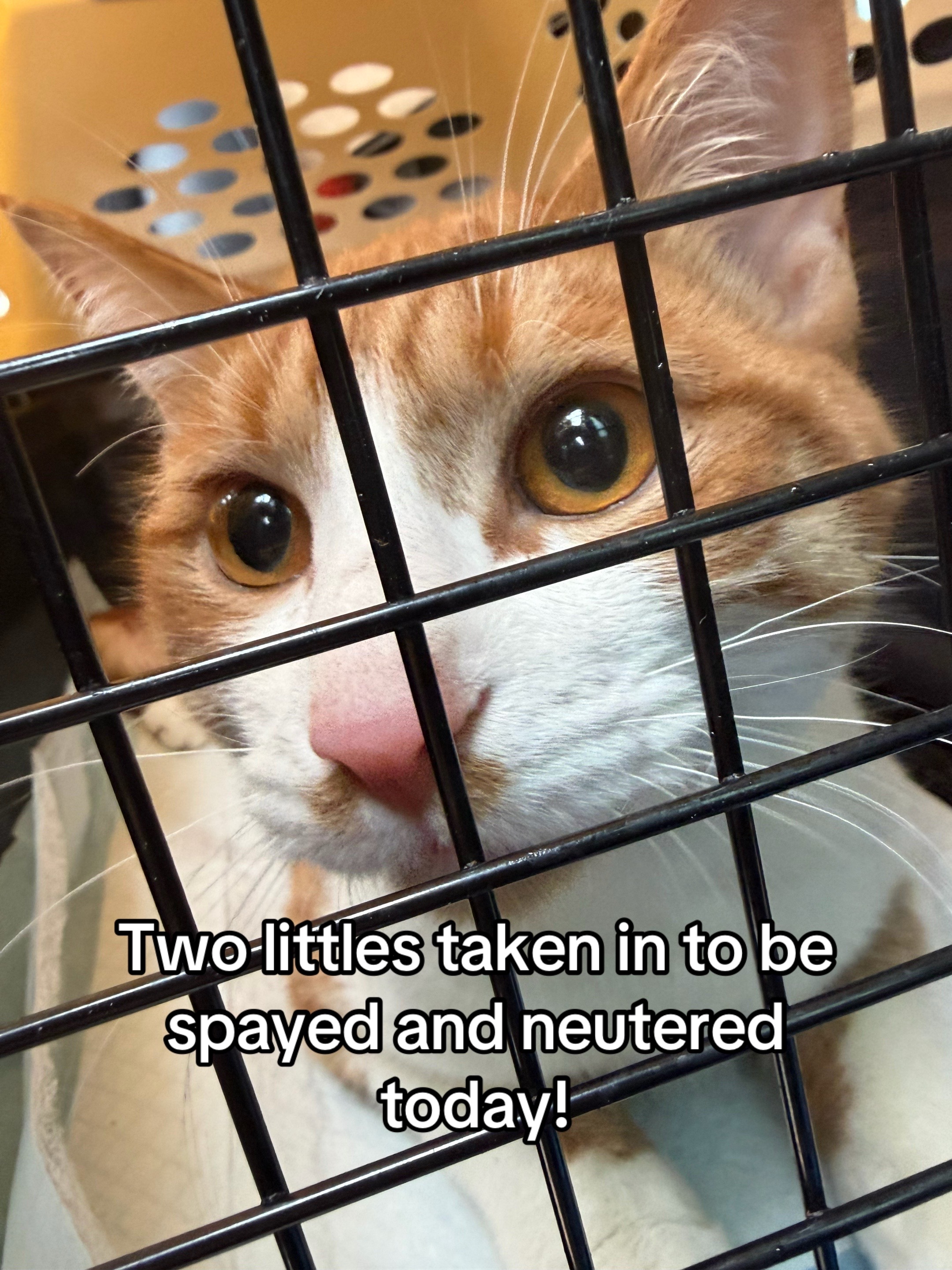 @Kovu&rsquo;s Kitties