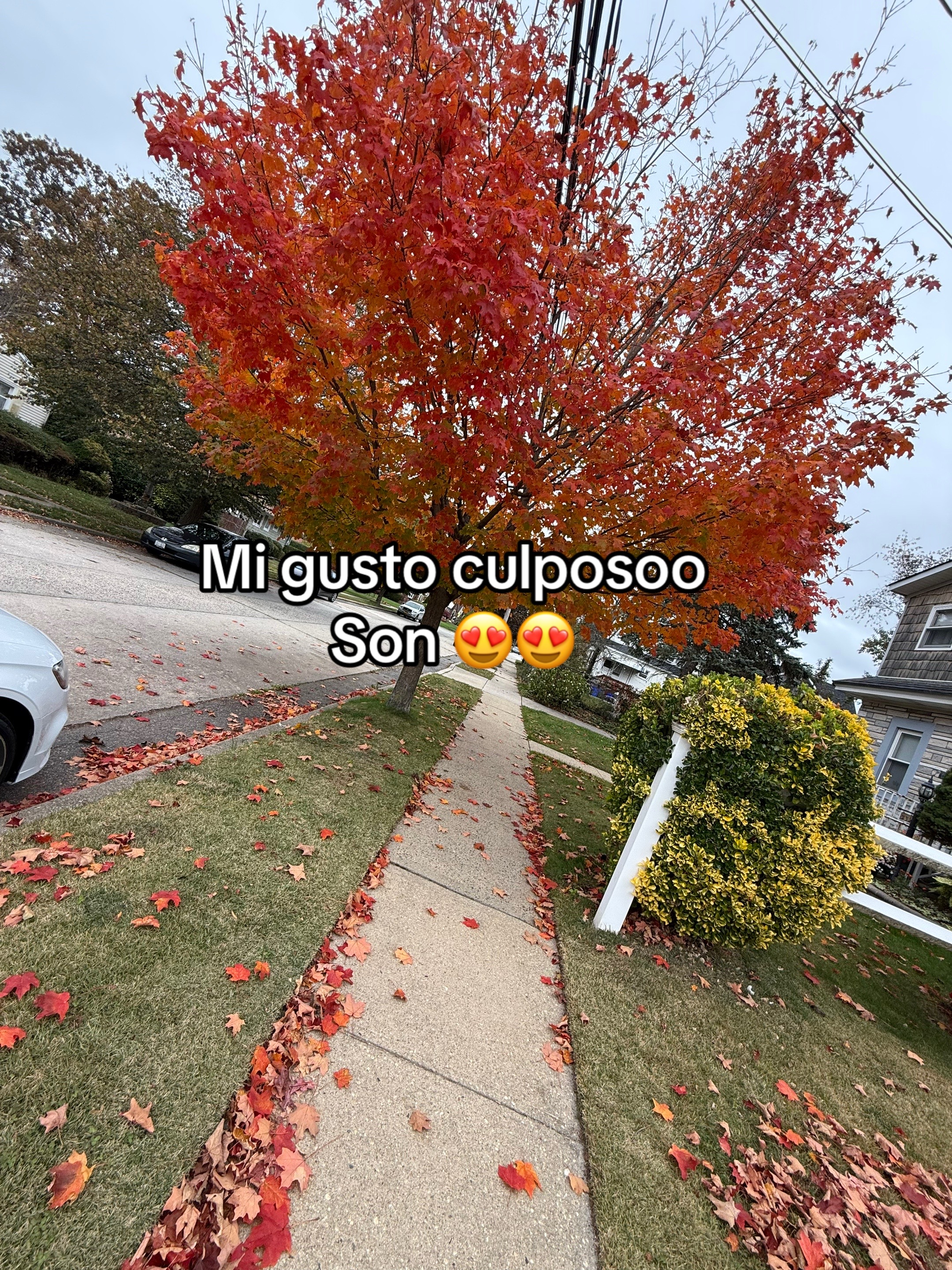 @🪖Maynor^💡
