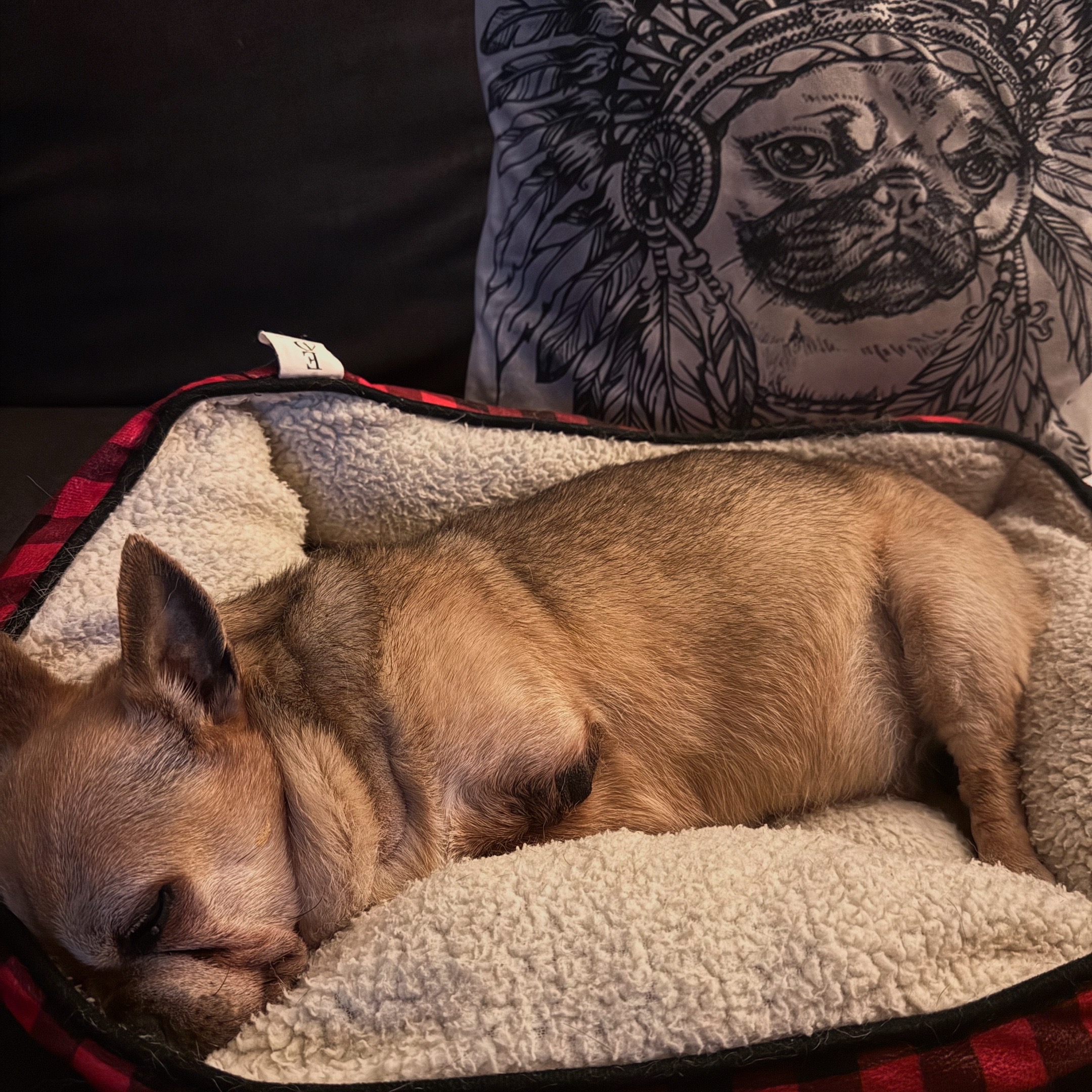 @TurboRoo the 2Legged Chihuahua