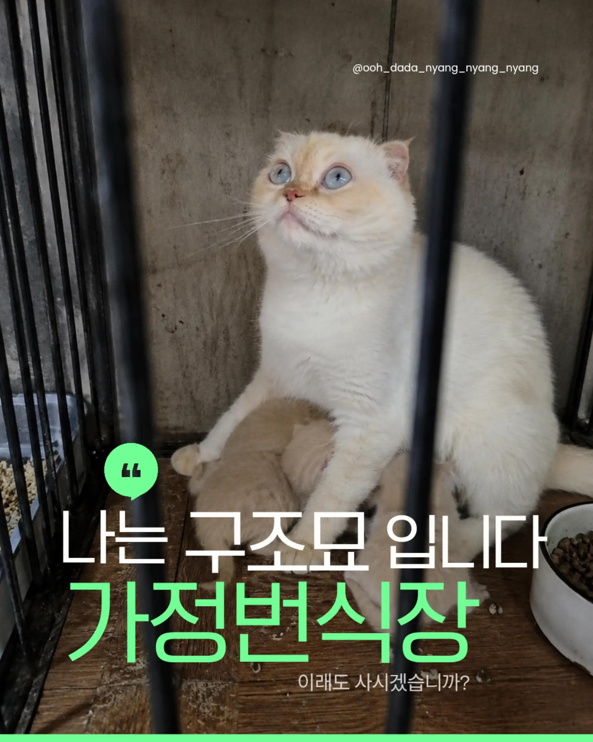 @우다다냥냥냥