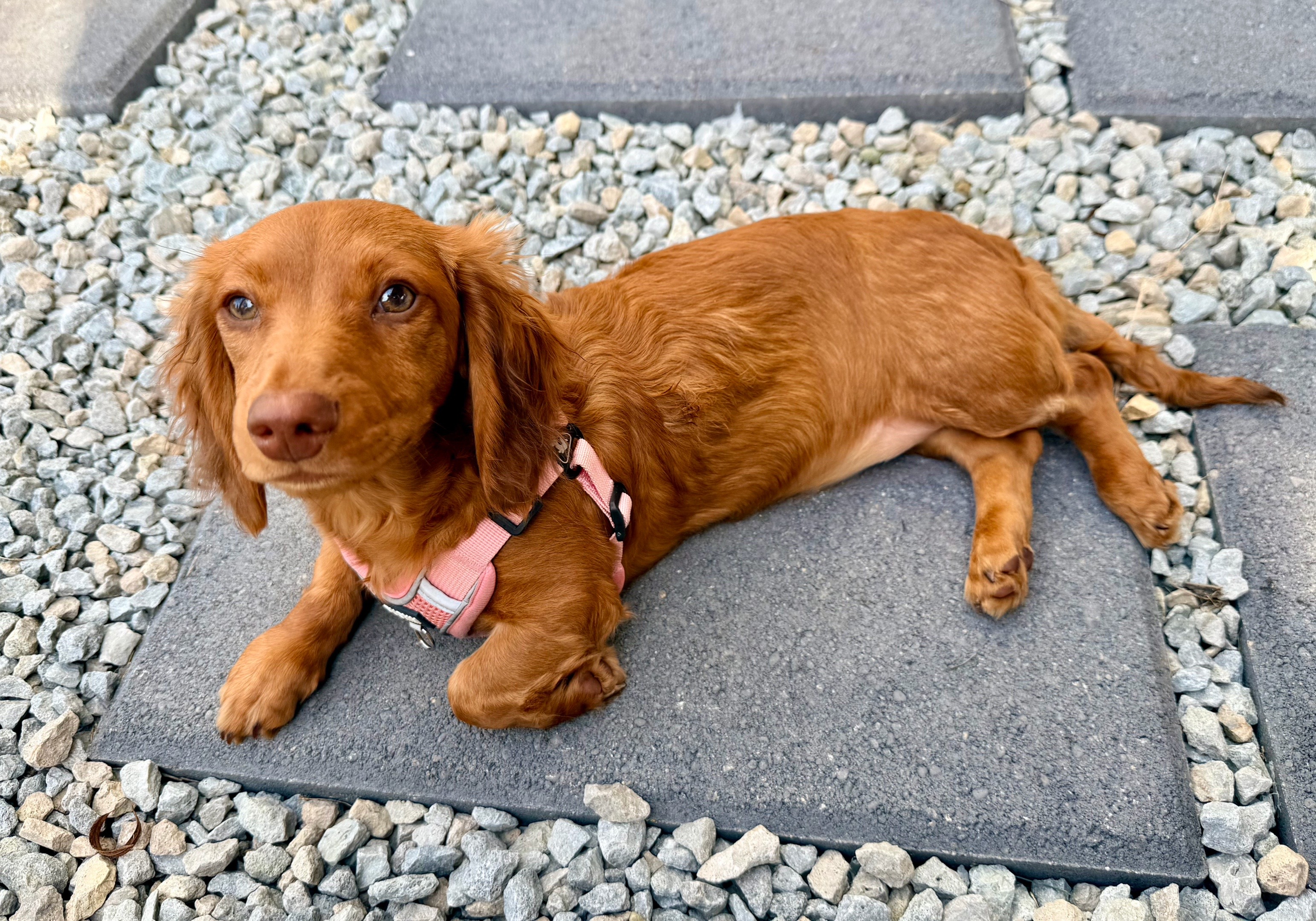 @Cleft Rescue Unit