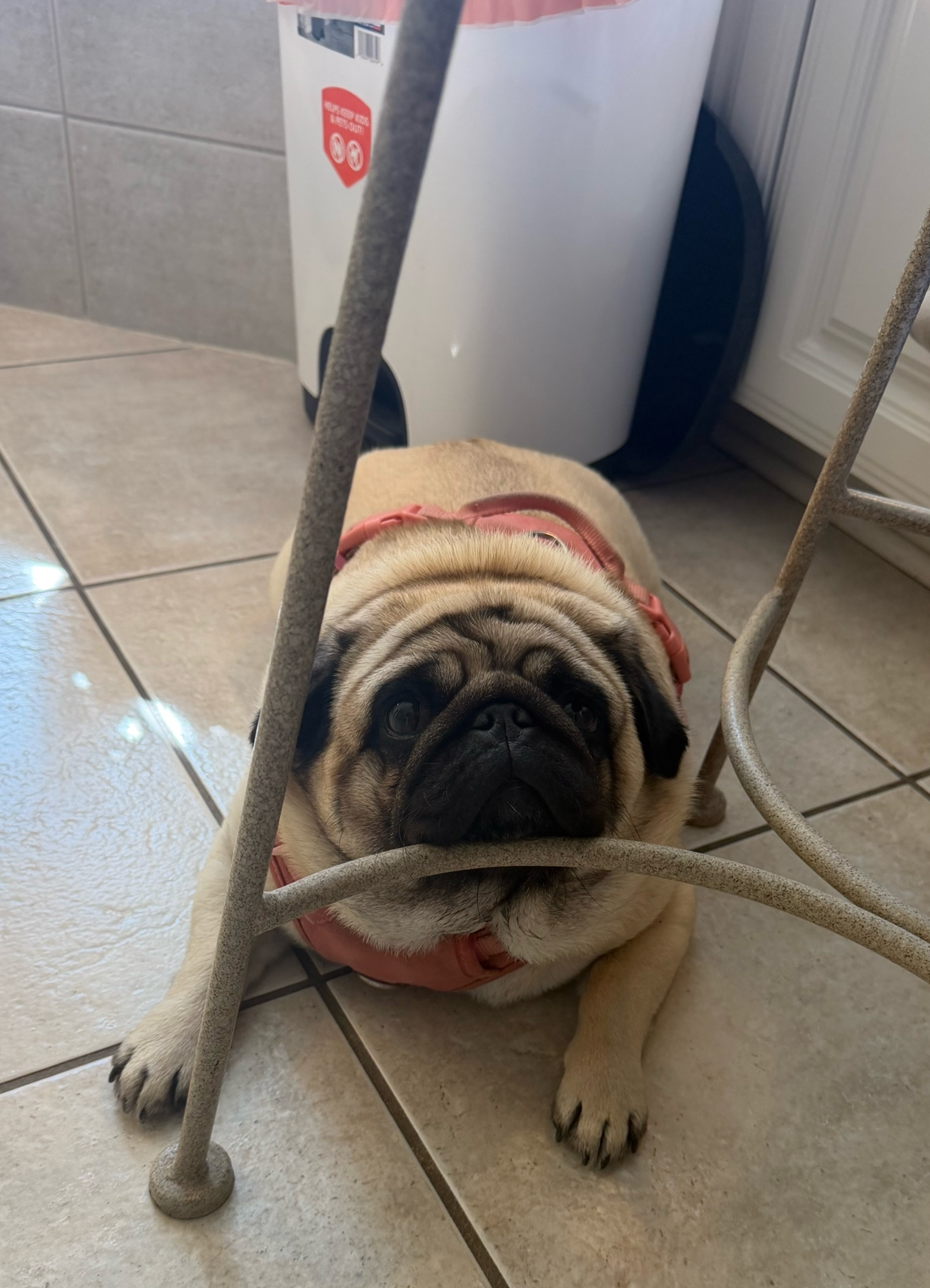 @PUGNAROUND