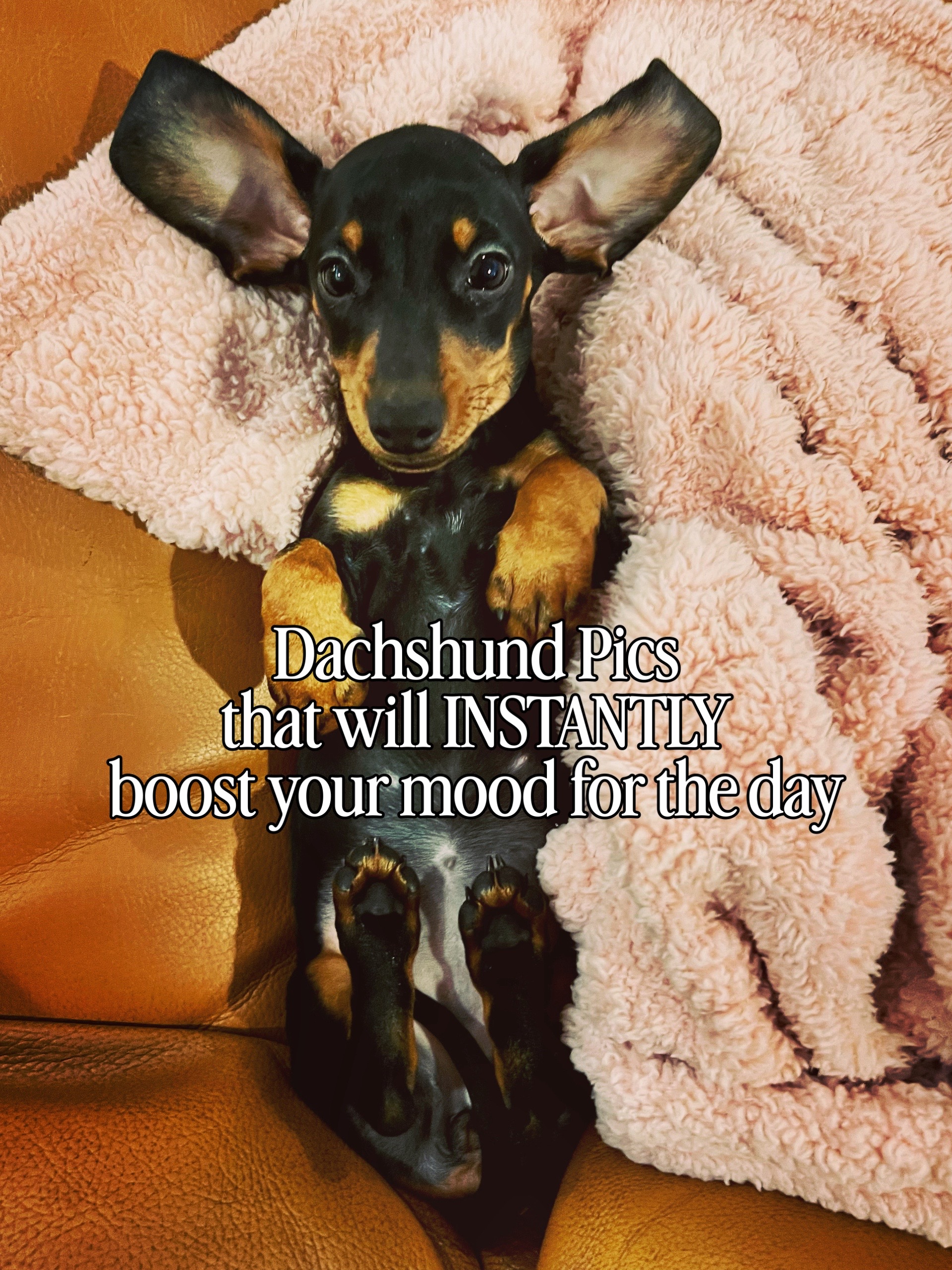@Penny the Dachshund