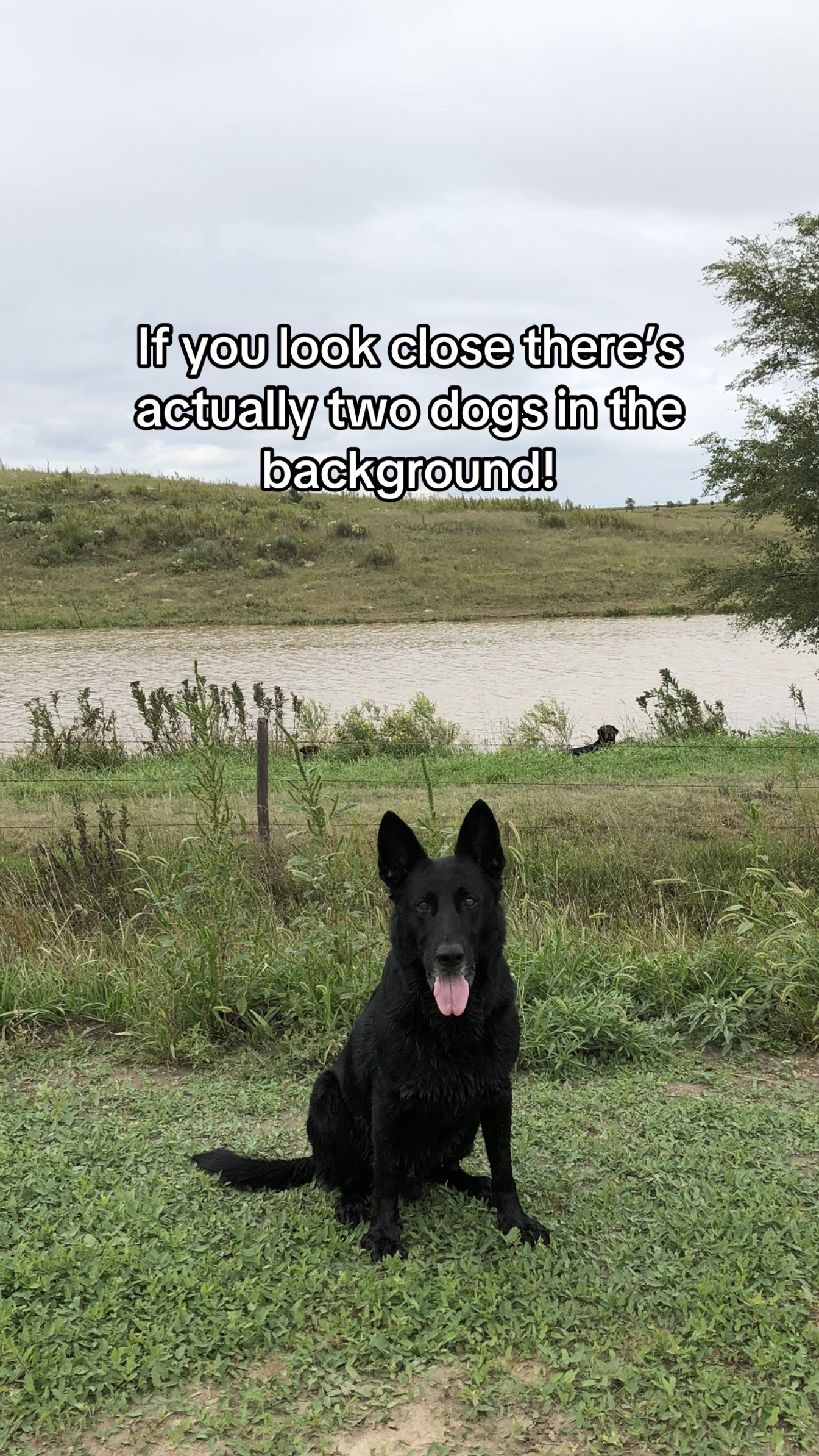 @K9 Dina