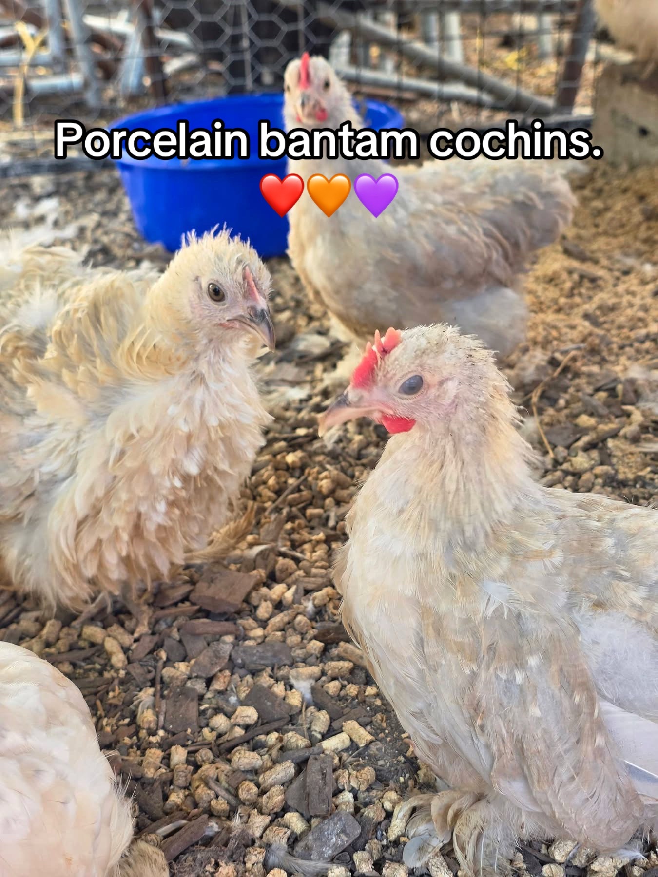 @Matthew’s Feathered Farm