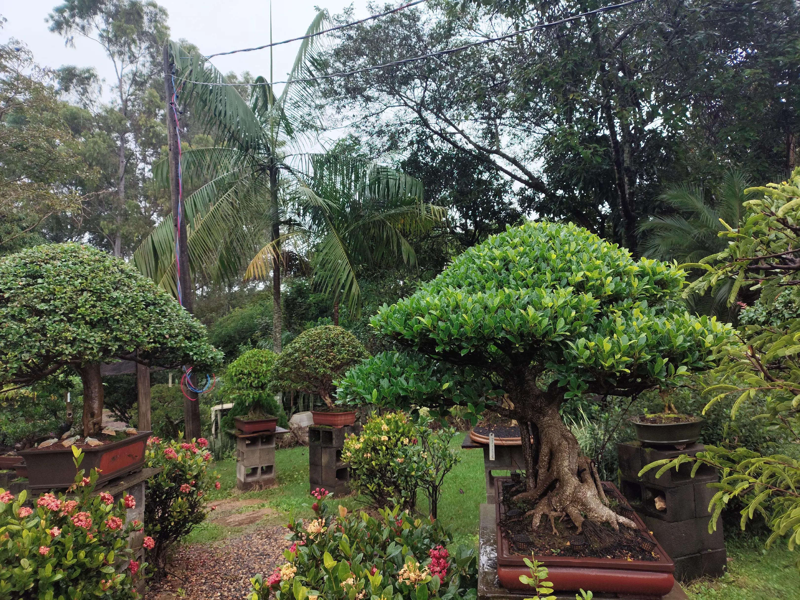 @Ak-en Bonsai