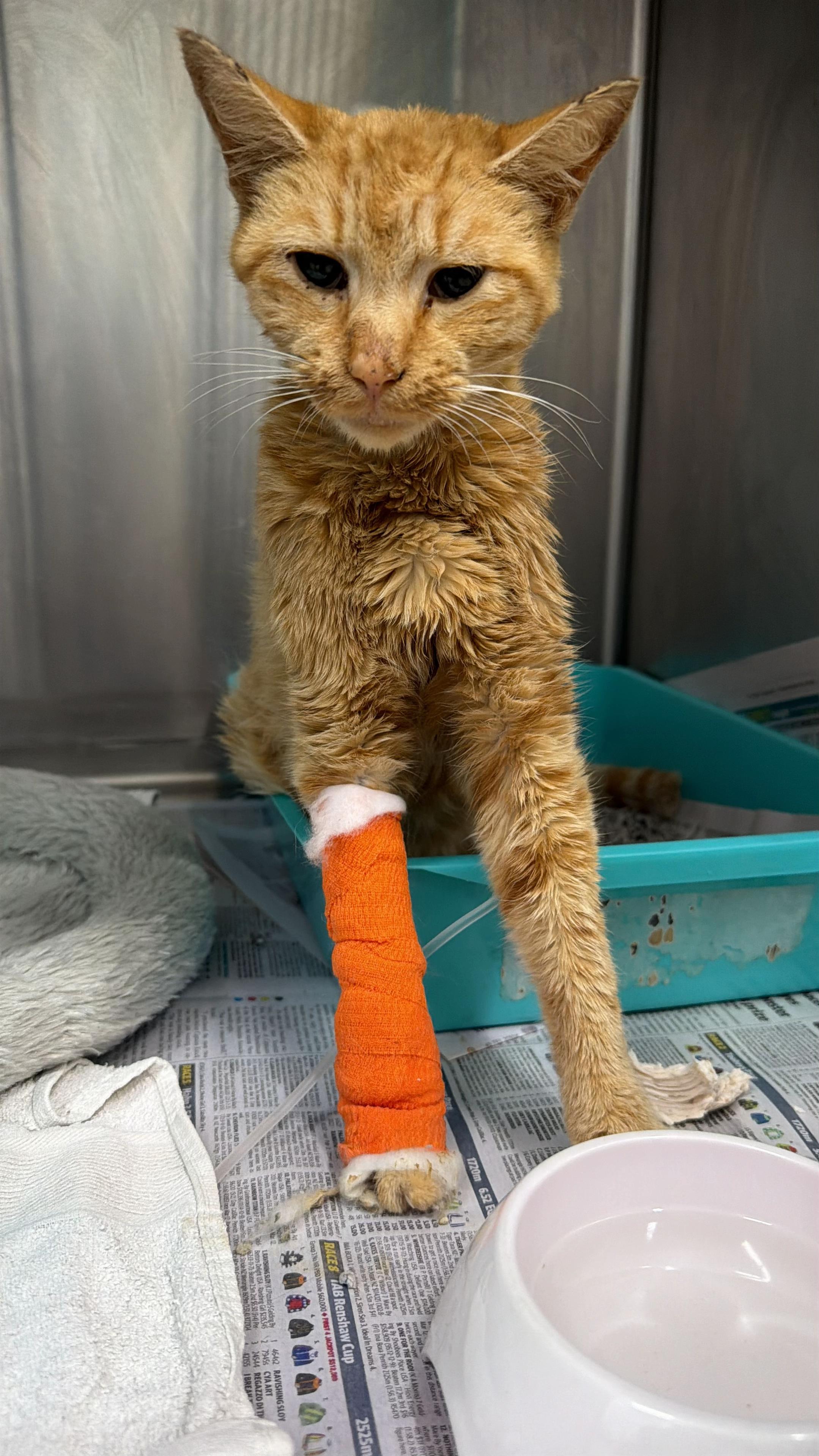 @safepawsau